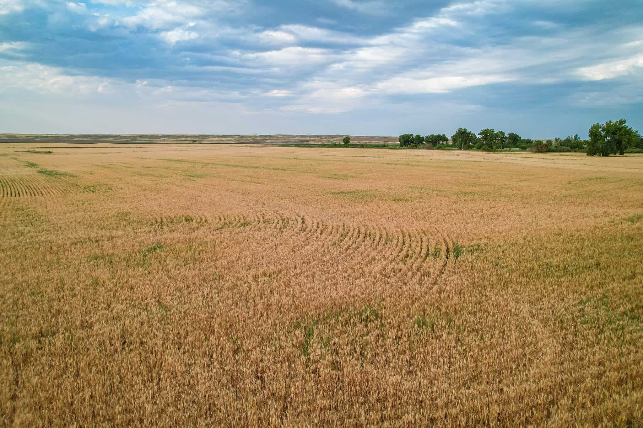 Milk River Treasure Ranch Dryland Farm Hay Production