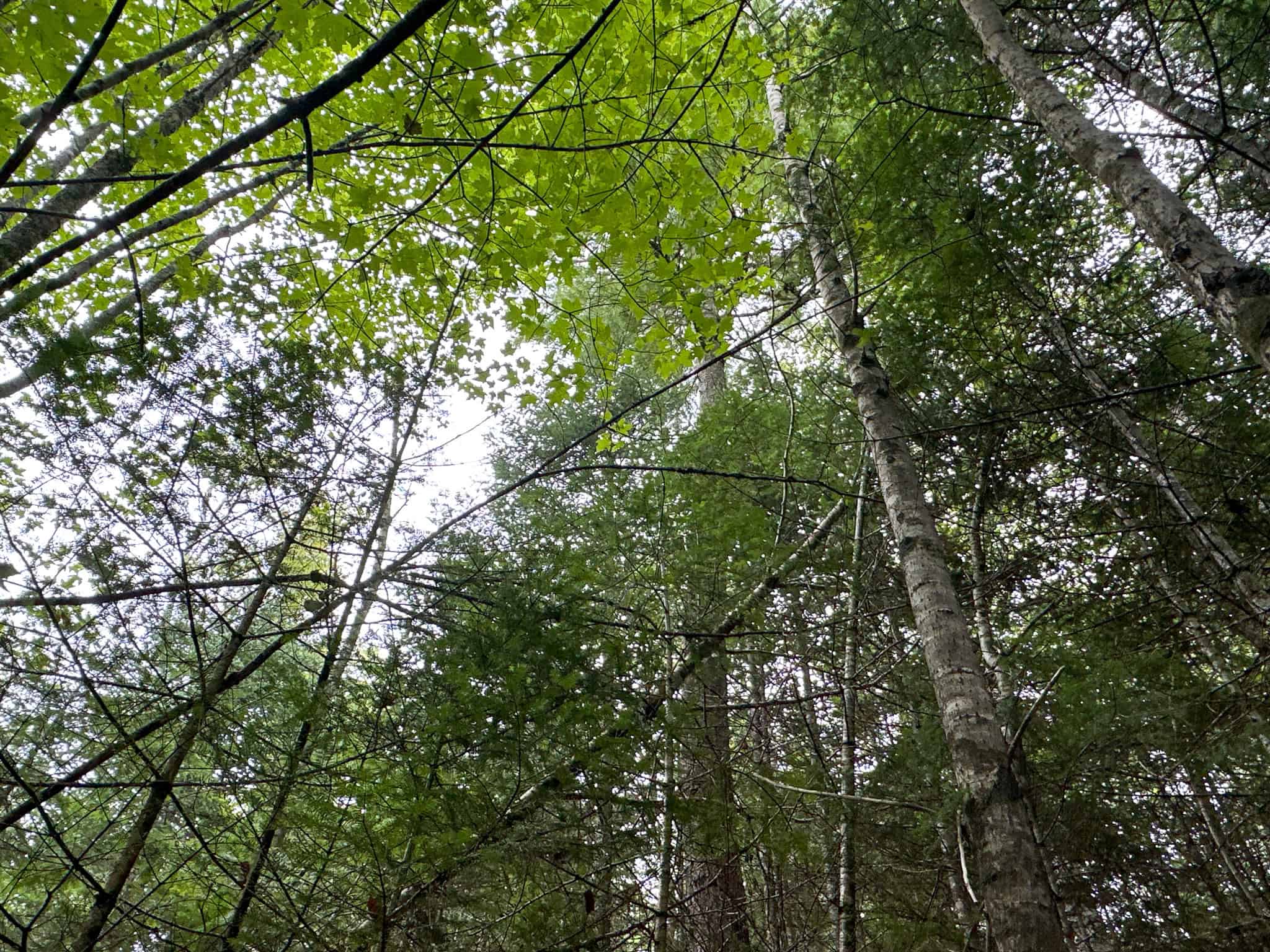 Affordable 20 Acres in the Woods