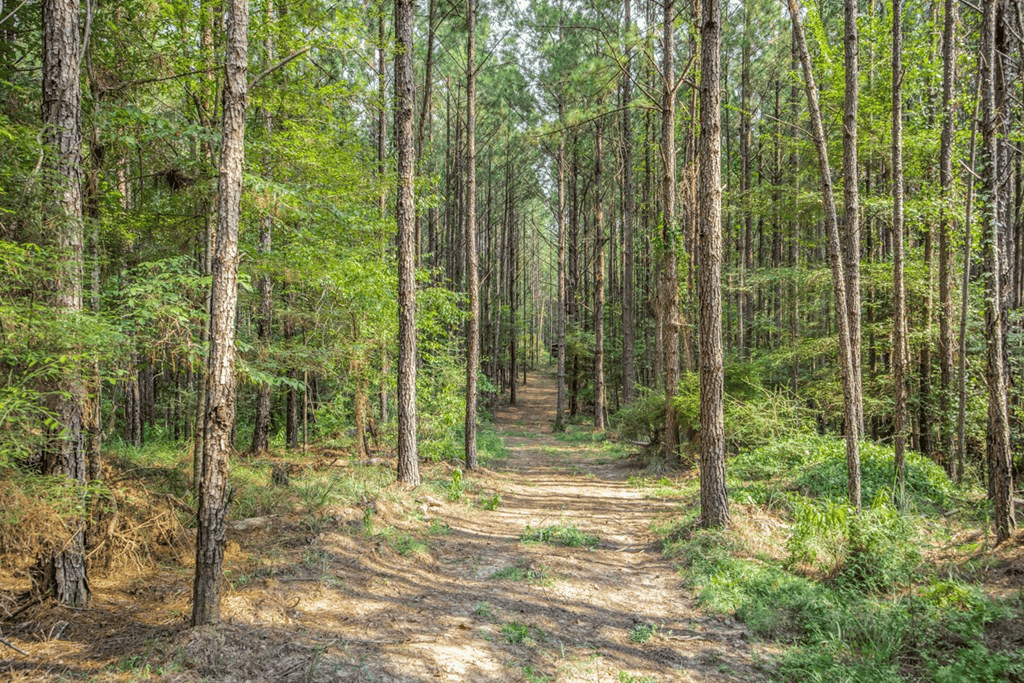 Wilkinson County Hunting Land Adjoining National Forest