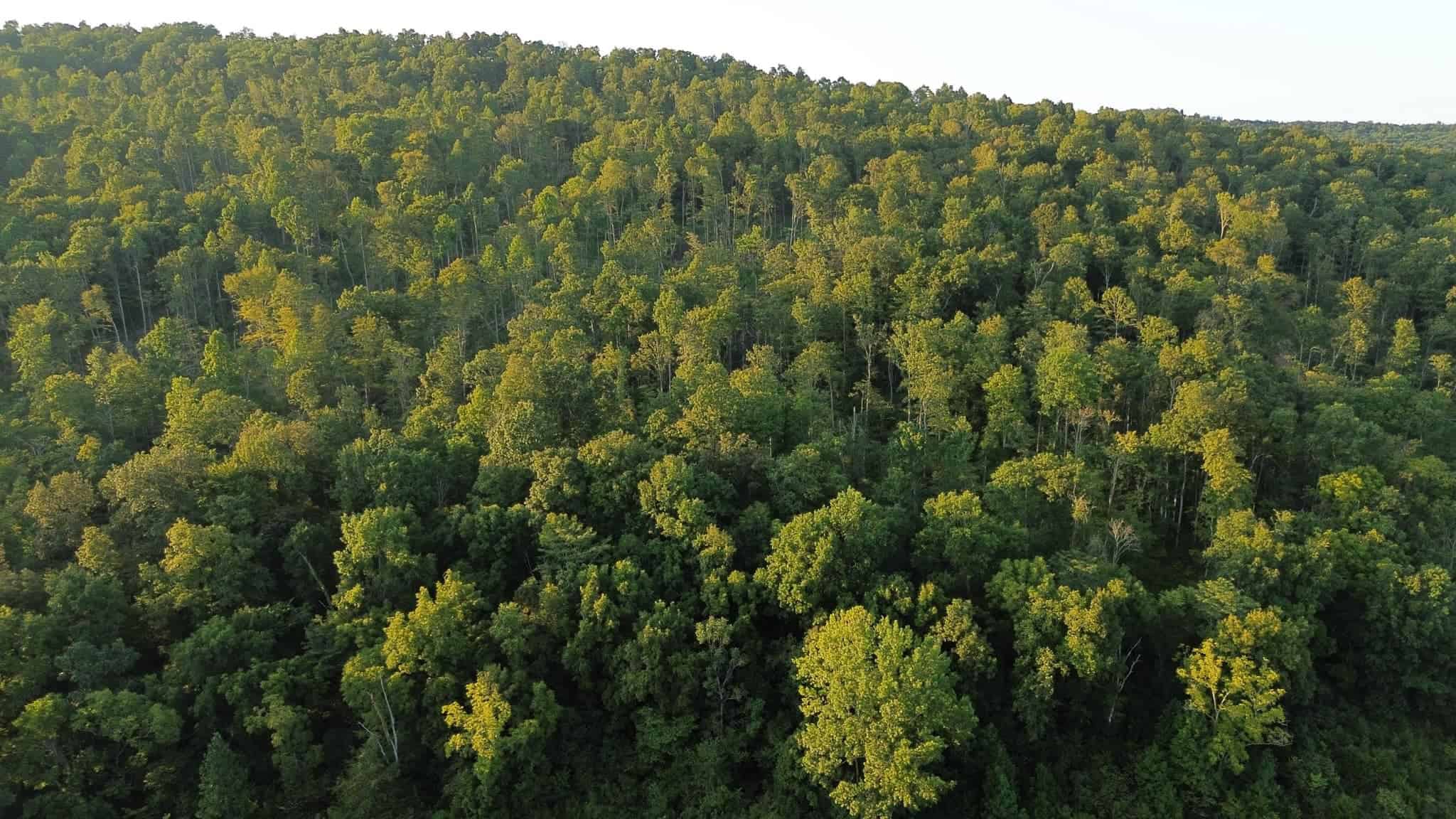 Acreage in Wayne County, Kentucky