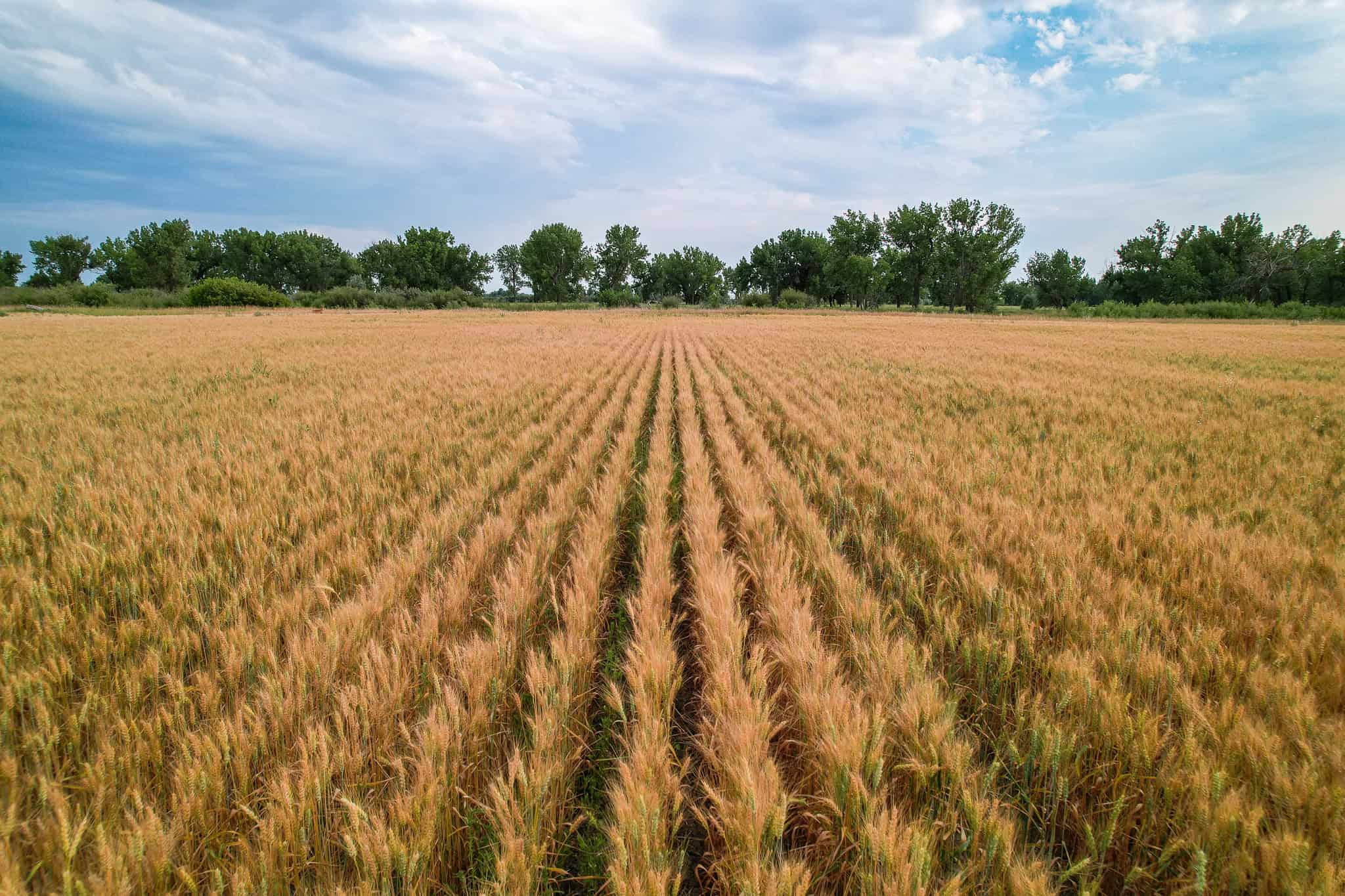Milk River Treasure Ranch Dryland Farm Hay Production