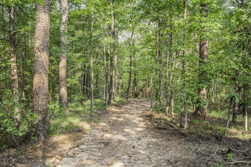 Wilkinson County Hunting Land Adjoining National Forest