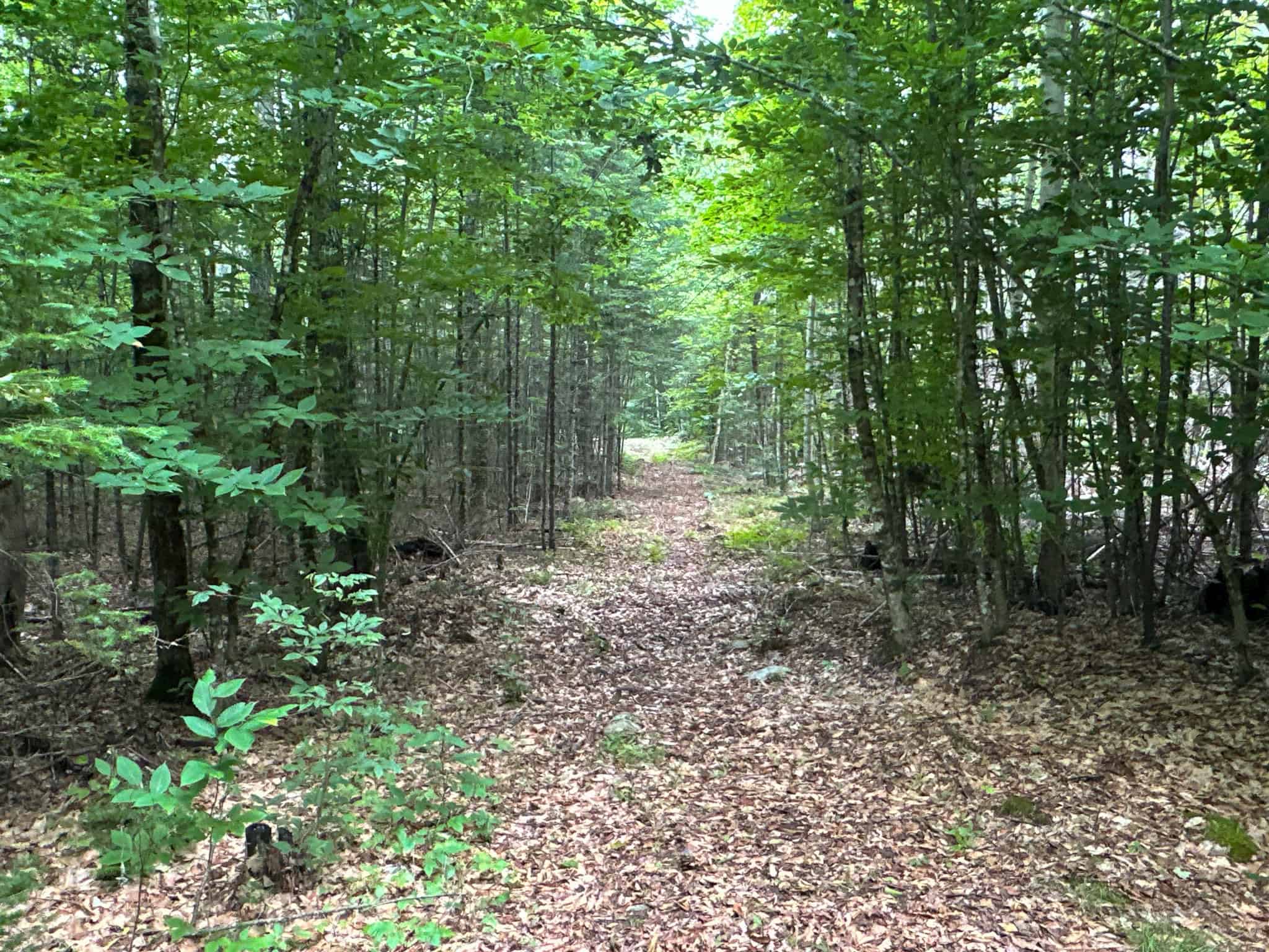 Affordable 20 Acres in the Woods