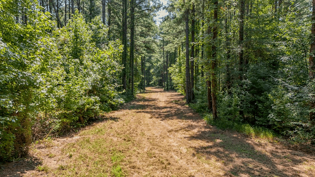 Hunting and Timberland for Sale in Claiborne County, MS