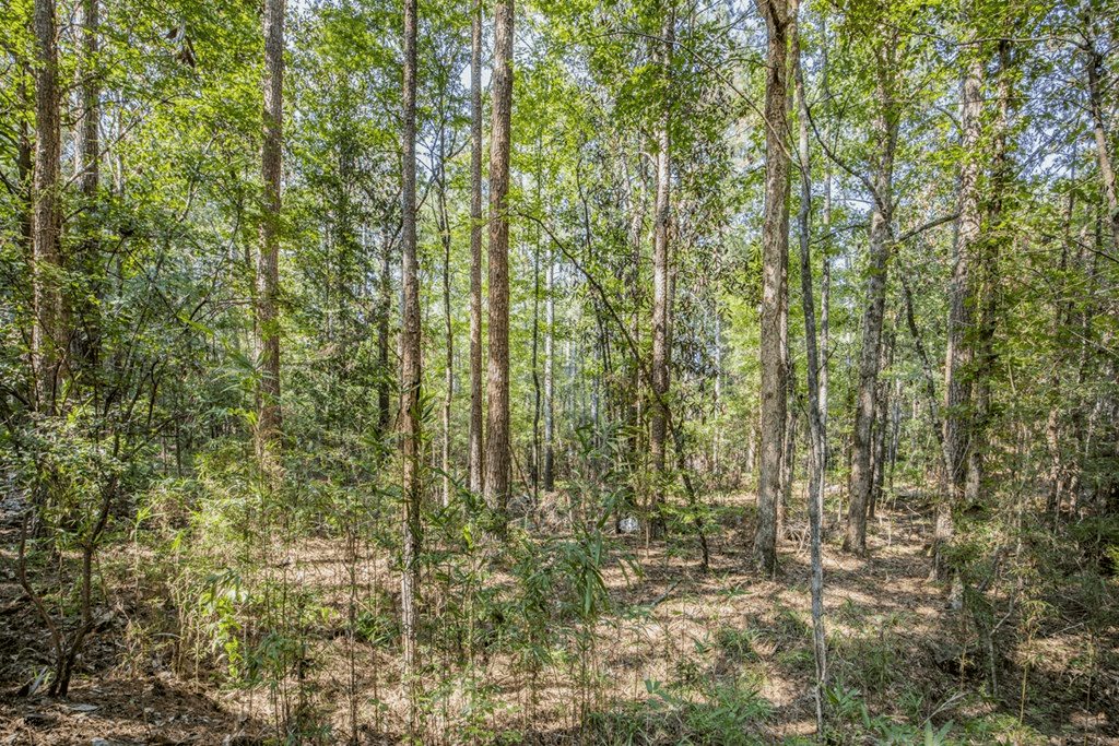 Wilkinson County Hunting Land Adjoining National Forest