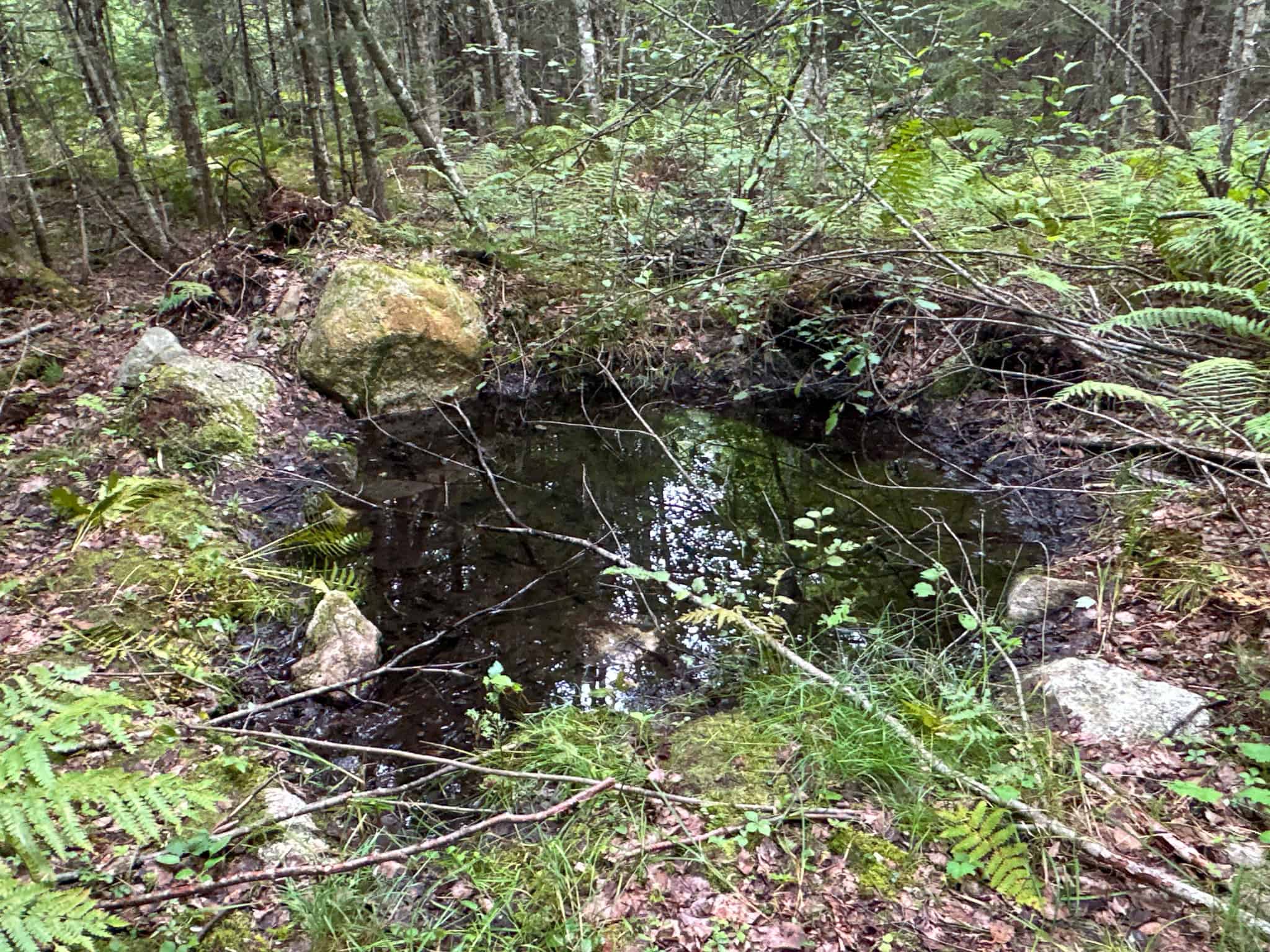 Affordable 20 Acres in the Woods