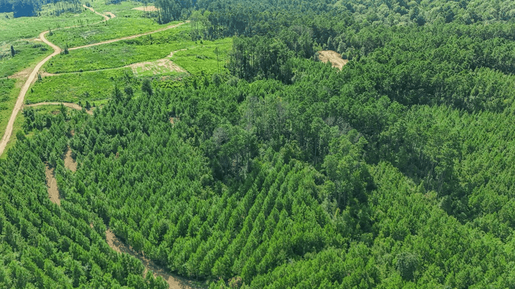 Small Hunting Property Near Caston Creek WMA