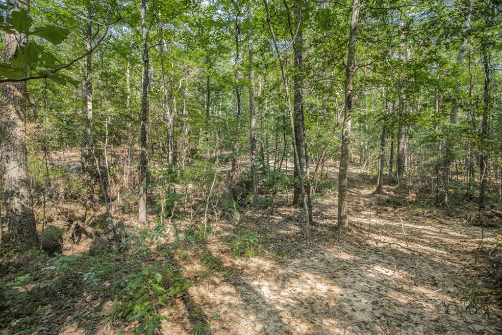 Wilkinson County Hunting Land Adjoining National Forest