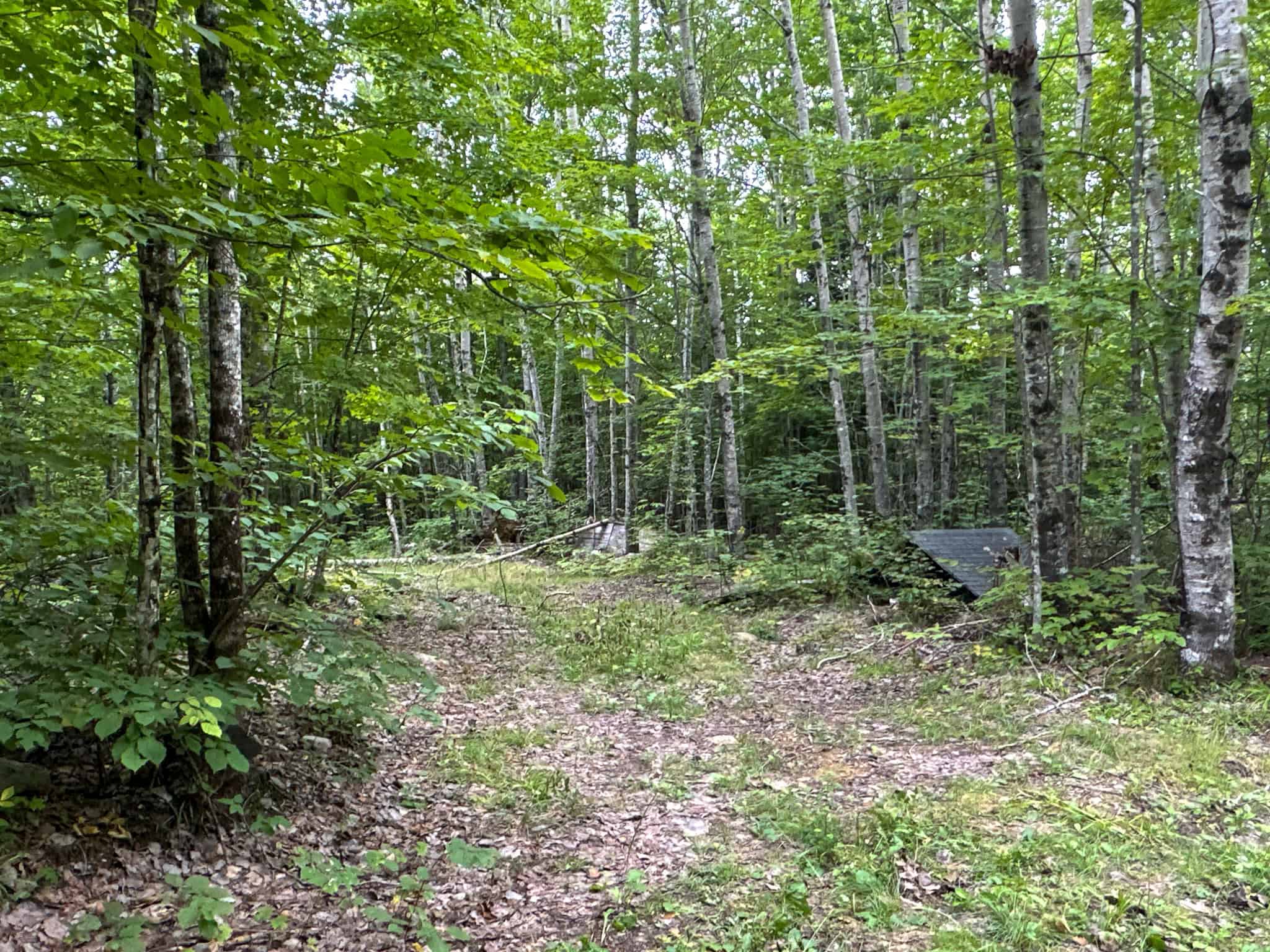 Affordable 20 Acres in the Woods