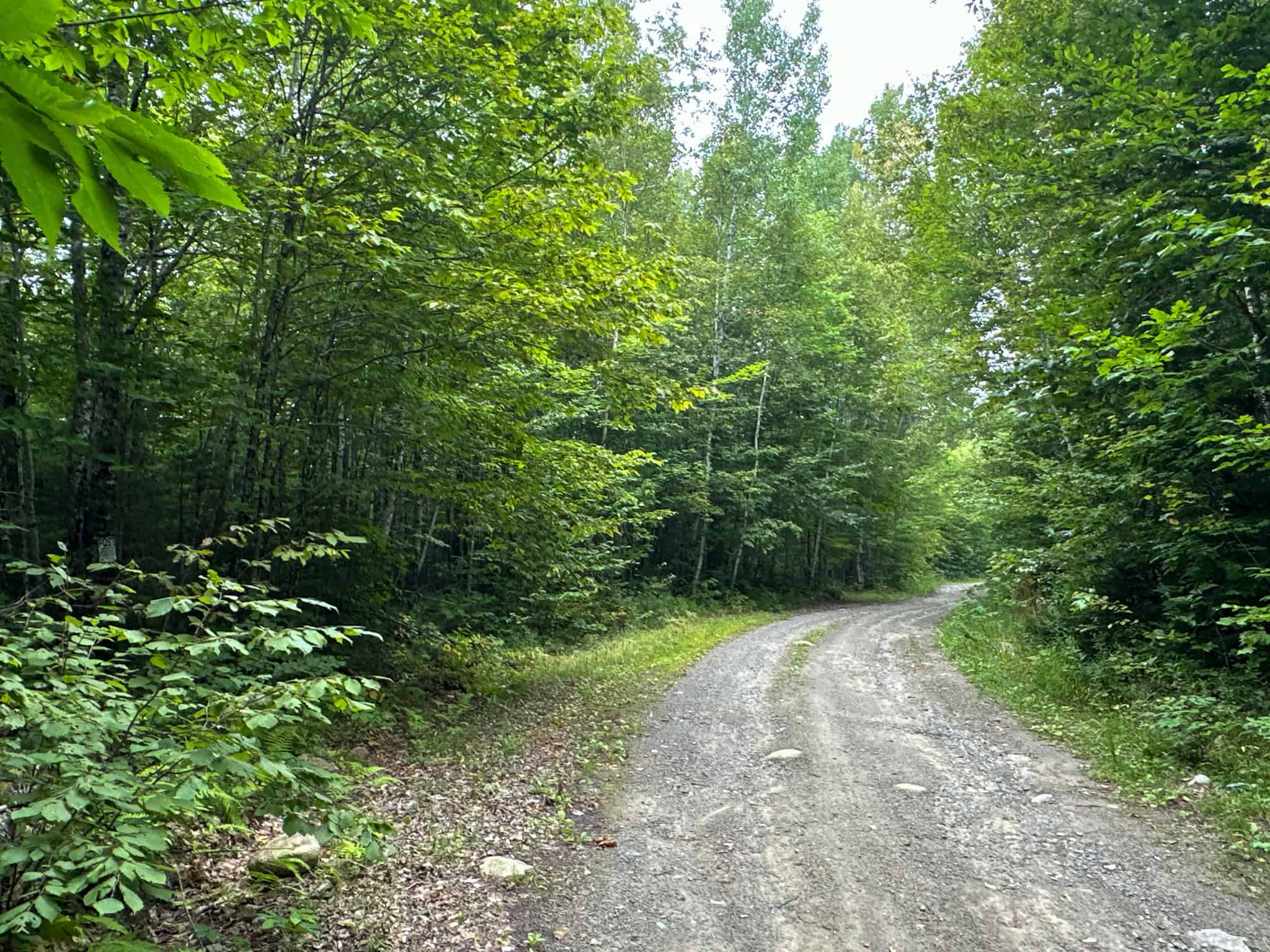 Affordable 20 Acres in the Woods