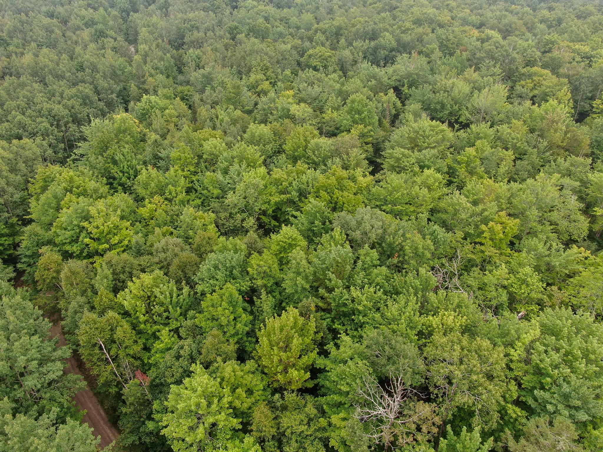 Affordable 20 Acres in the Woods