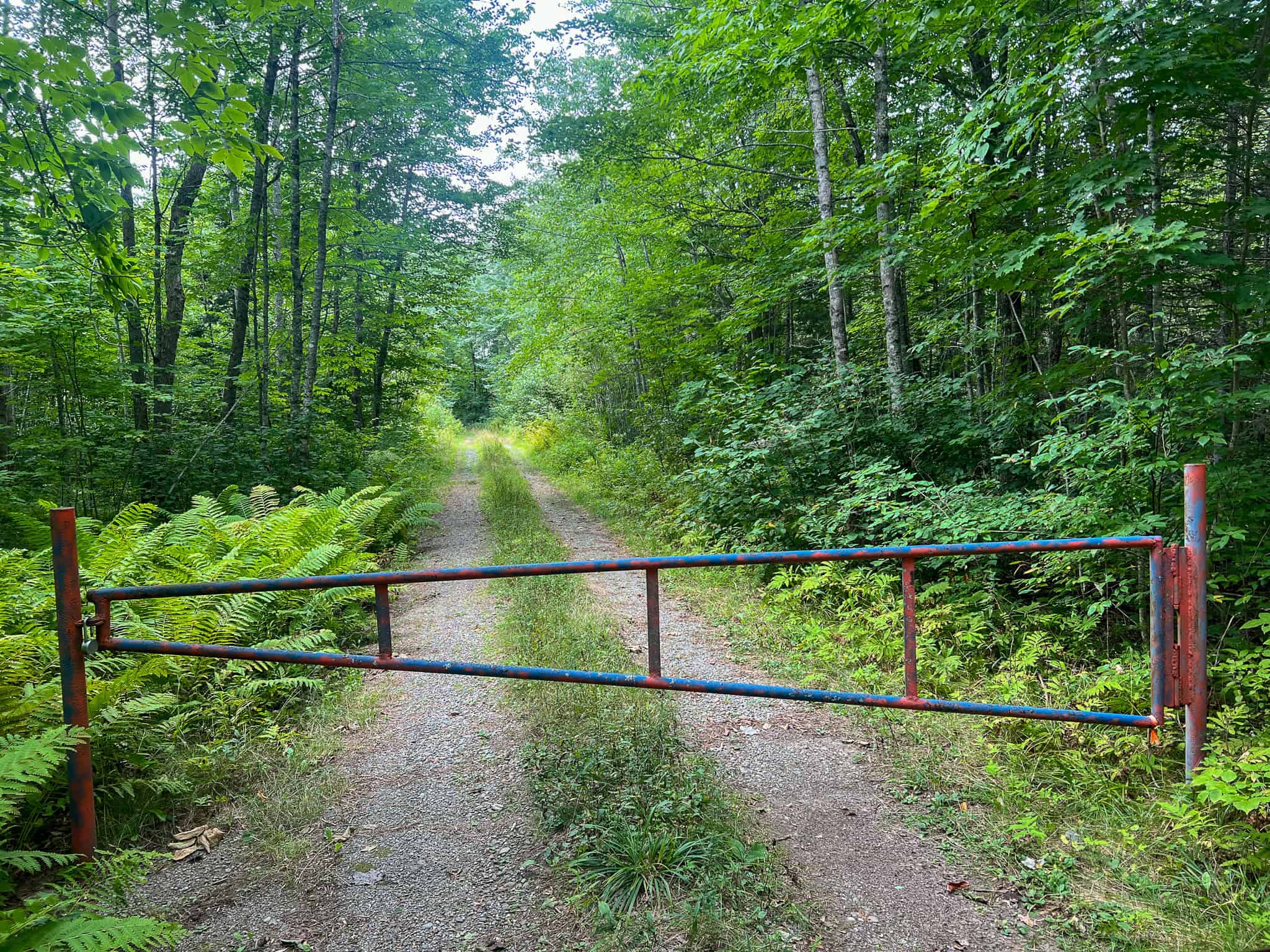 Large Mature Timber Lot with Blueberry Fields