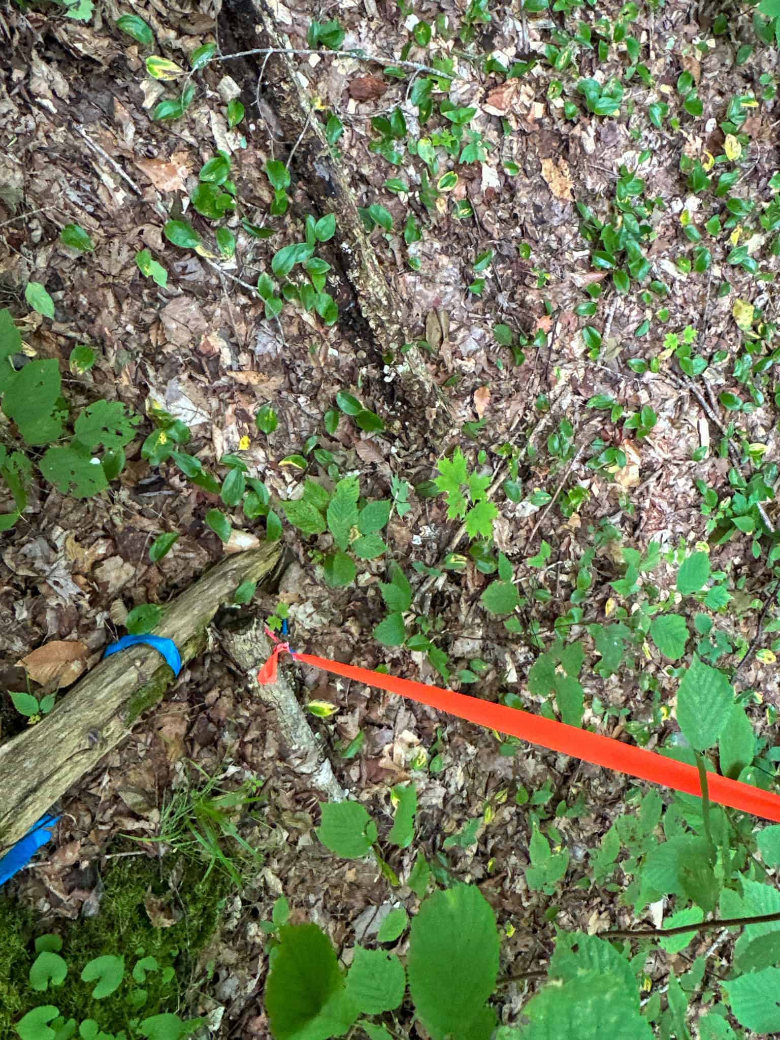 Affordable 20 Acres in the Woods