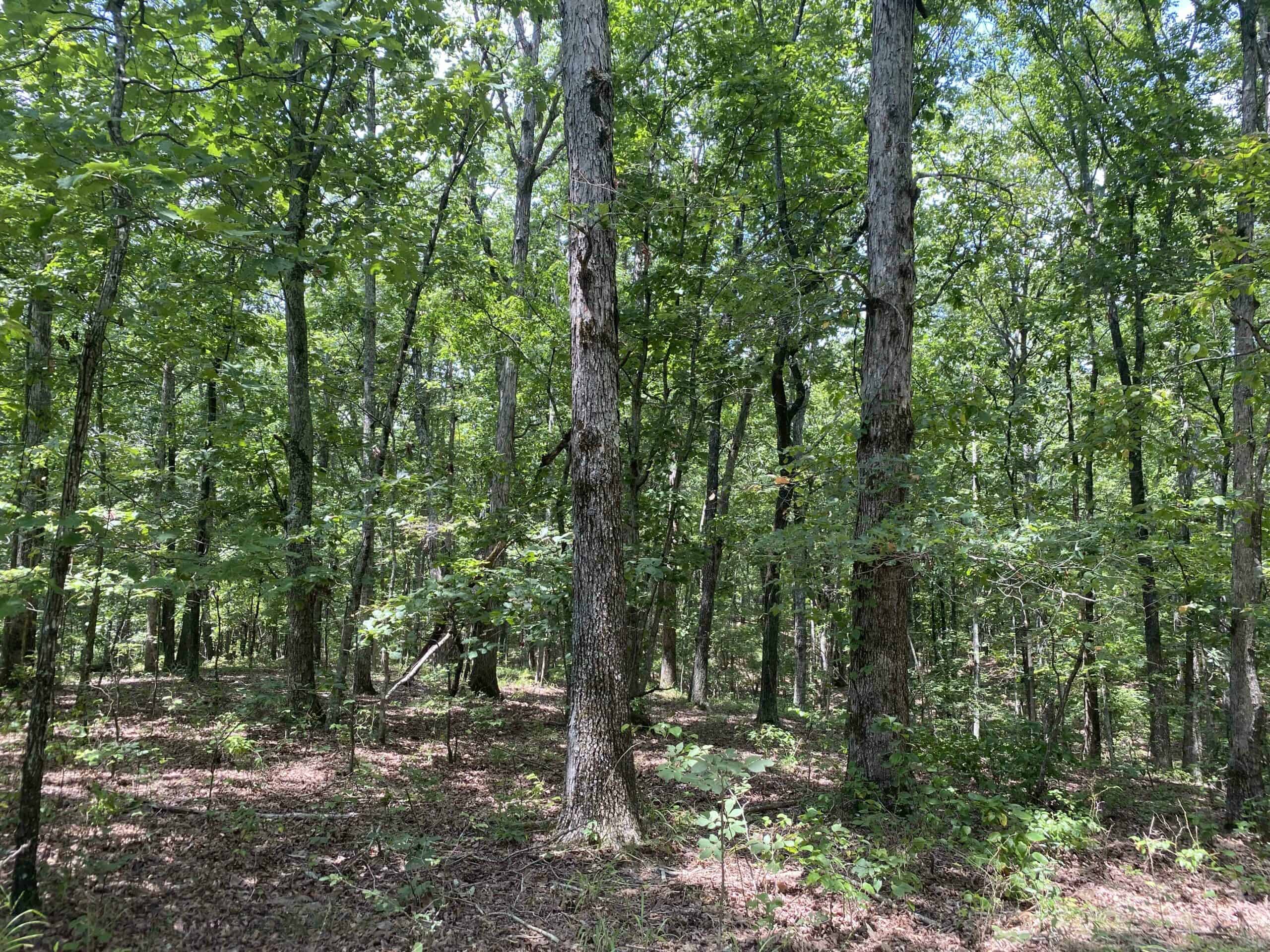 HUNTING PROPERTY FOR SALE IN TN WITH TIMBER AND BRANCH