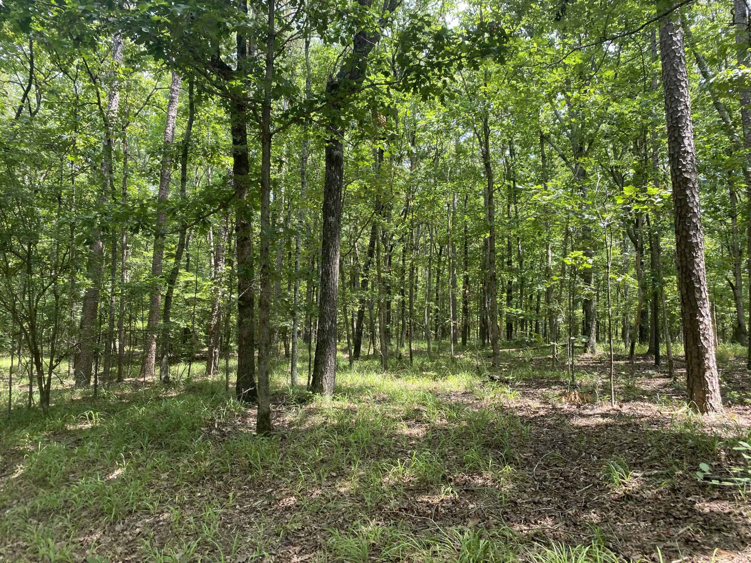 HUNTING PROPERTY FOR SALE IN TN WITH TIMBER AND BRANCH