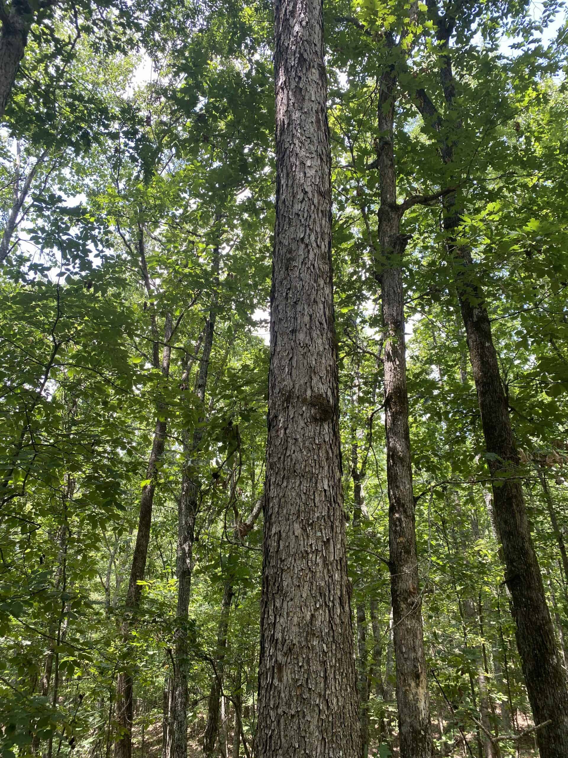 HUNTING PROPERTY FOR SALE IN TN WITH TIMBER AND BRANCH