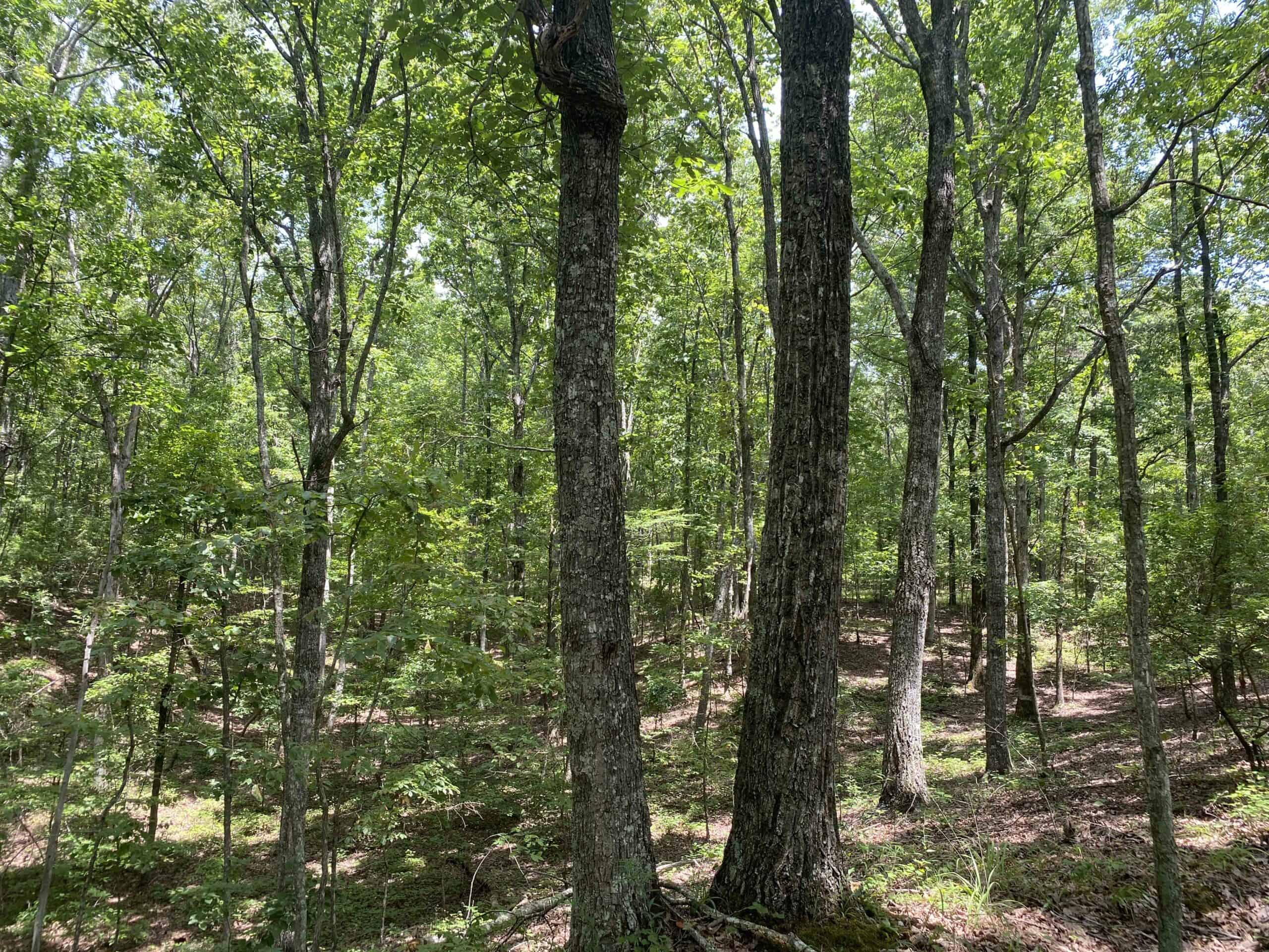 HUNTING PROPERTY FOR SALE IN TN WITH TIMBER AND BRANCH