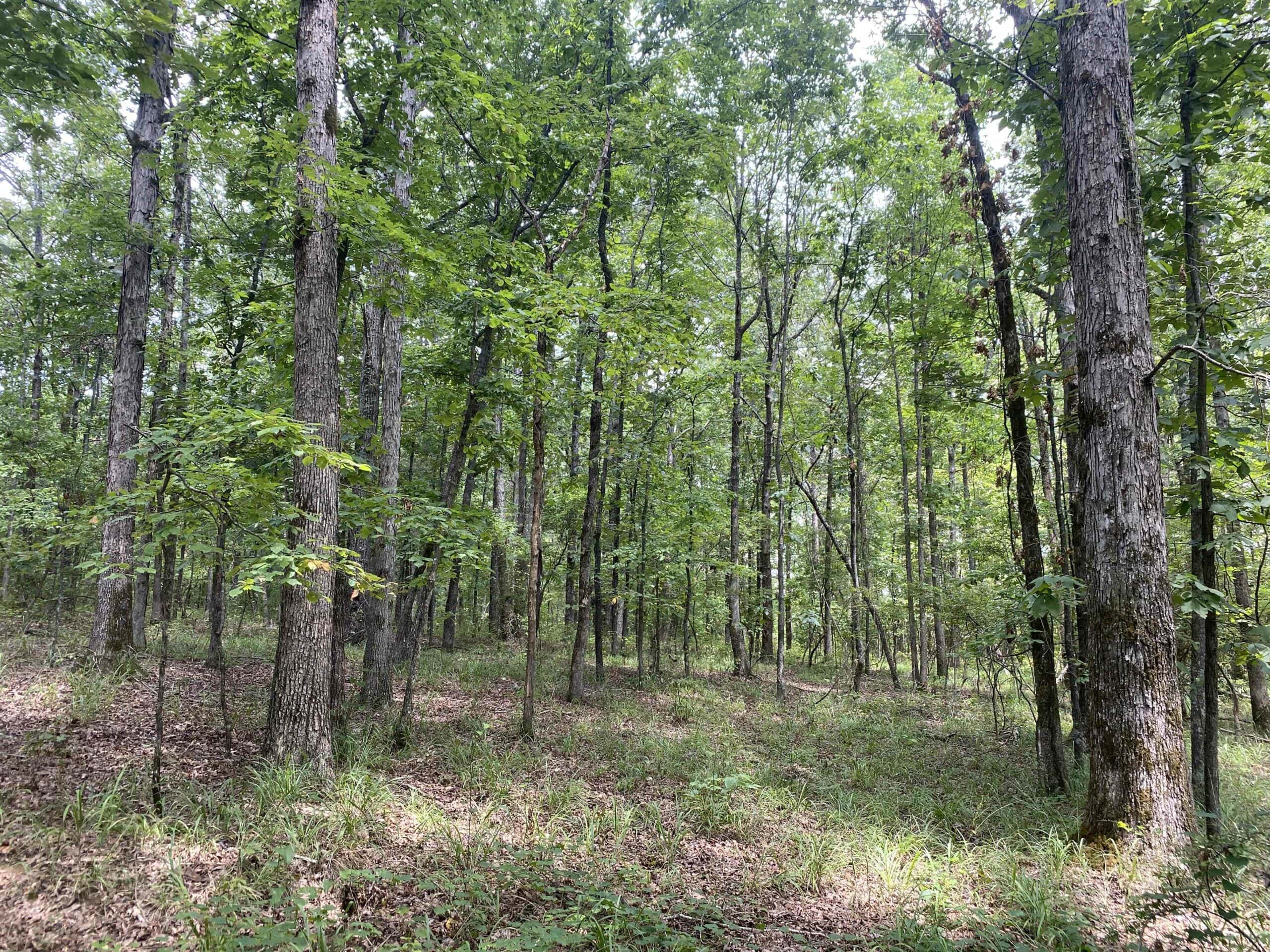 HUNTING PROPERTY FOR SALE IN TN WITH TIMBER AND BRANCH
