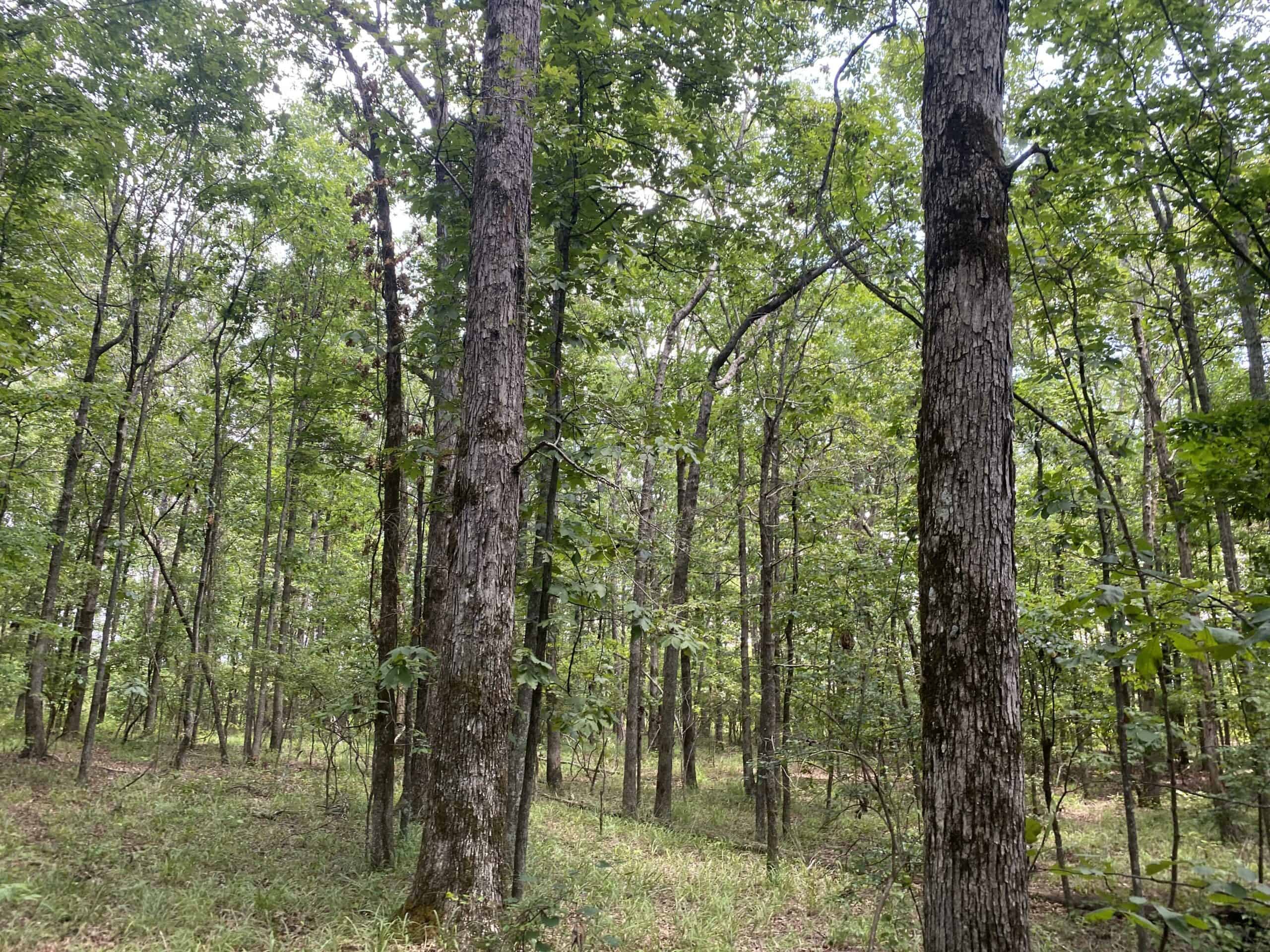 HUNTING PROPERTY FOR SALE IN TN WITH TIMBER AND BRANCH
