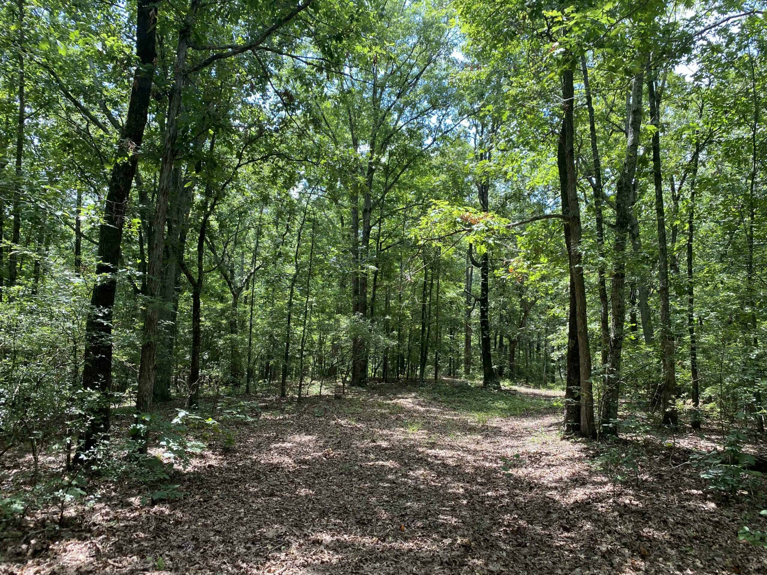 HUNTING PROPERTY FOR SALE IN TN WITH TIMBER AND BRANCH