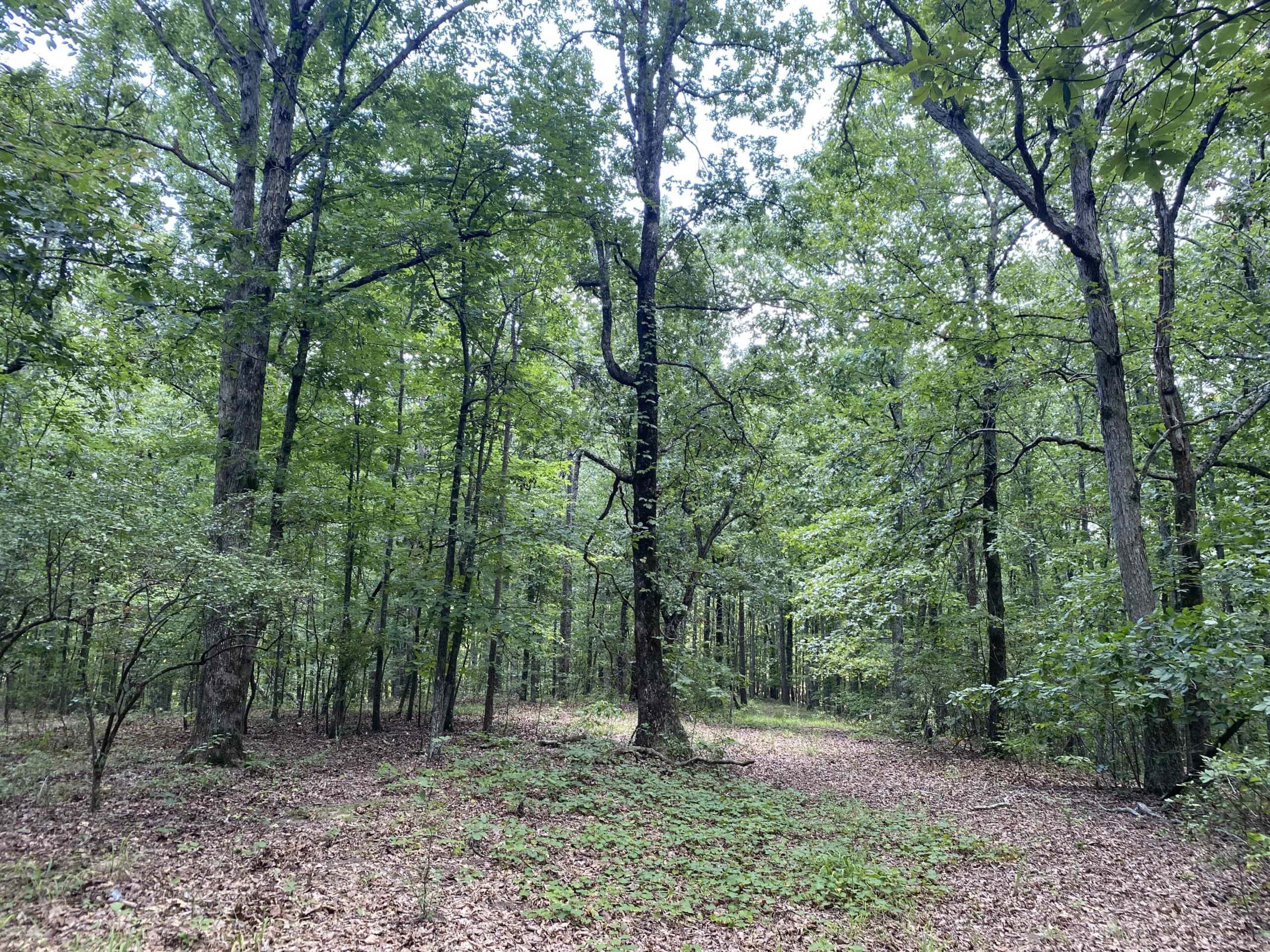 HUNTING PROPERTY FOR SALE IN TN WITH TIMBER AND BRANCH