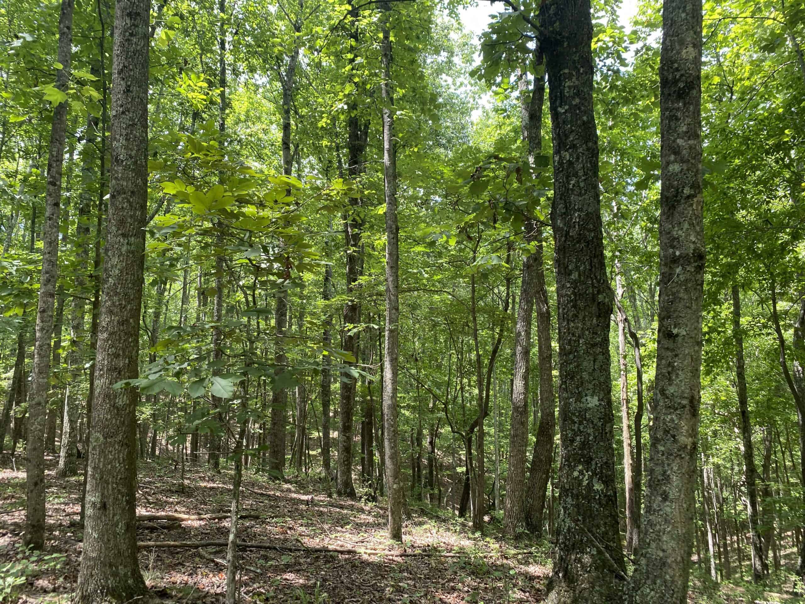 HUNTING PROPERTY FOR SALE IN TN WITH TIMBER AND BRANCH