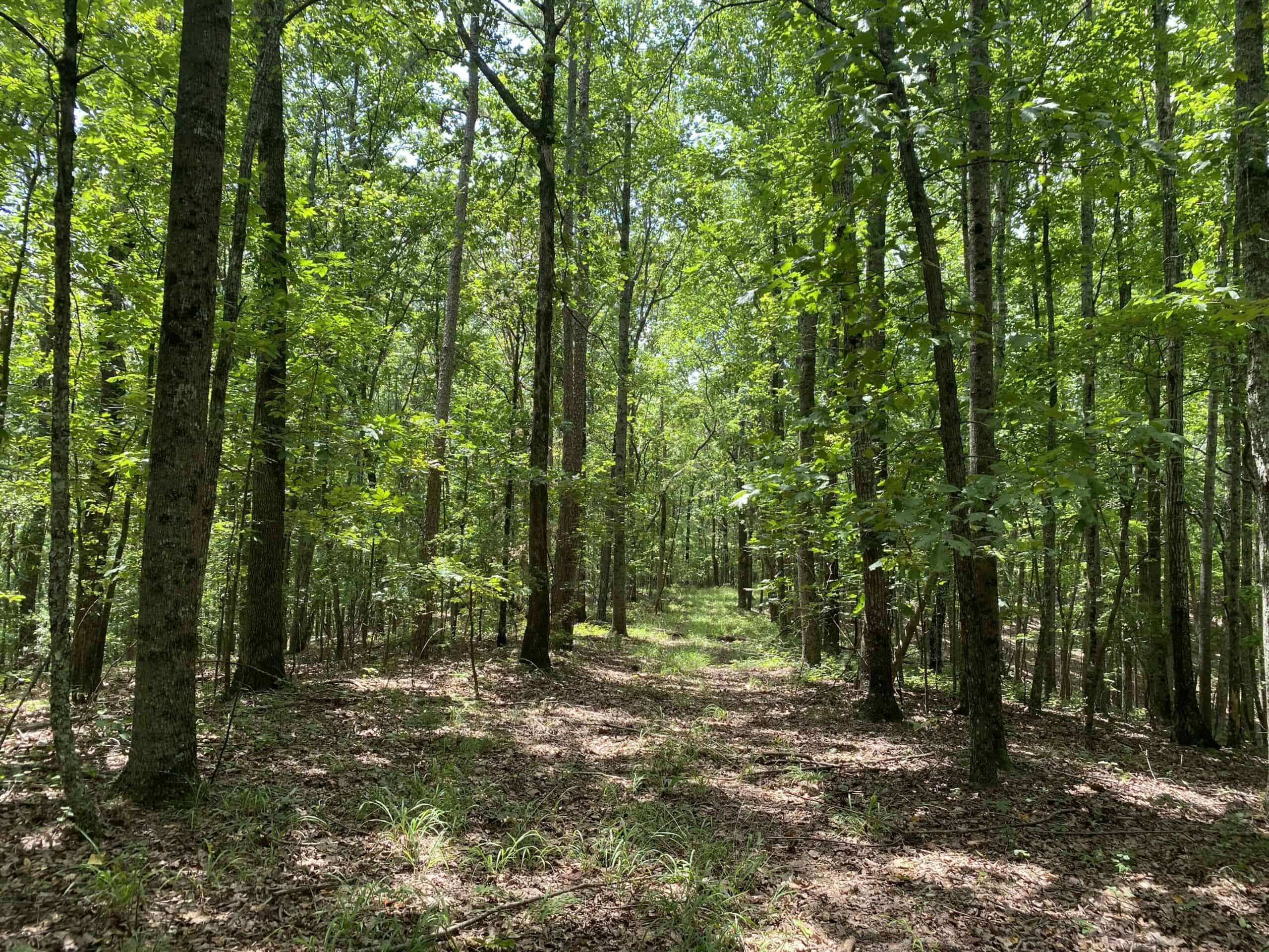 HUNTING PROPERTY FOR SALE IN TN WITH TIMBER AND BRANCH