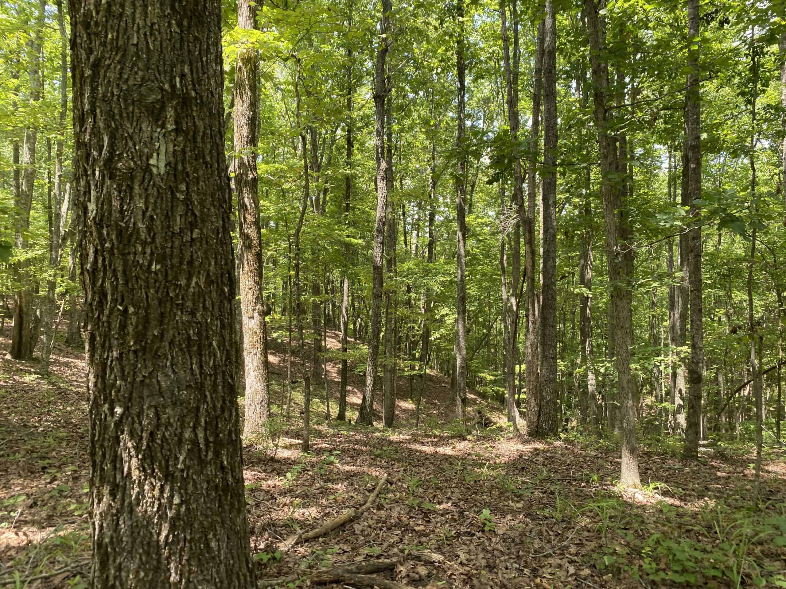 HUNTING PROPERTY FOR SALE IN TN WITH TIMBER AND BRANCH