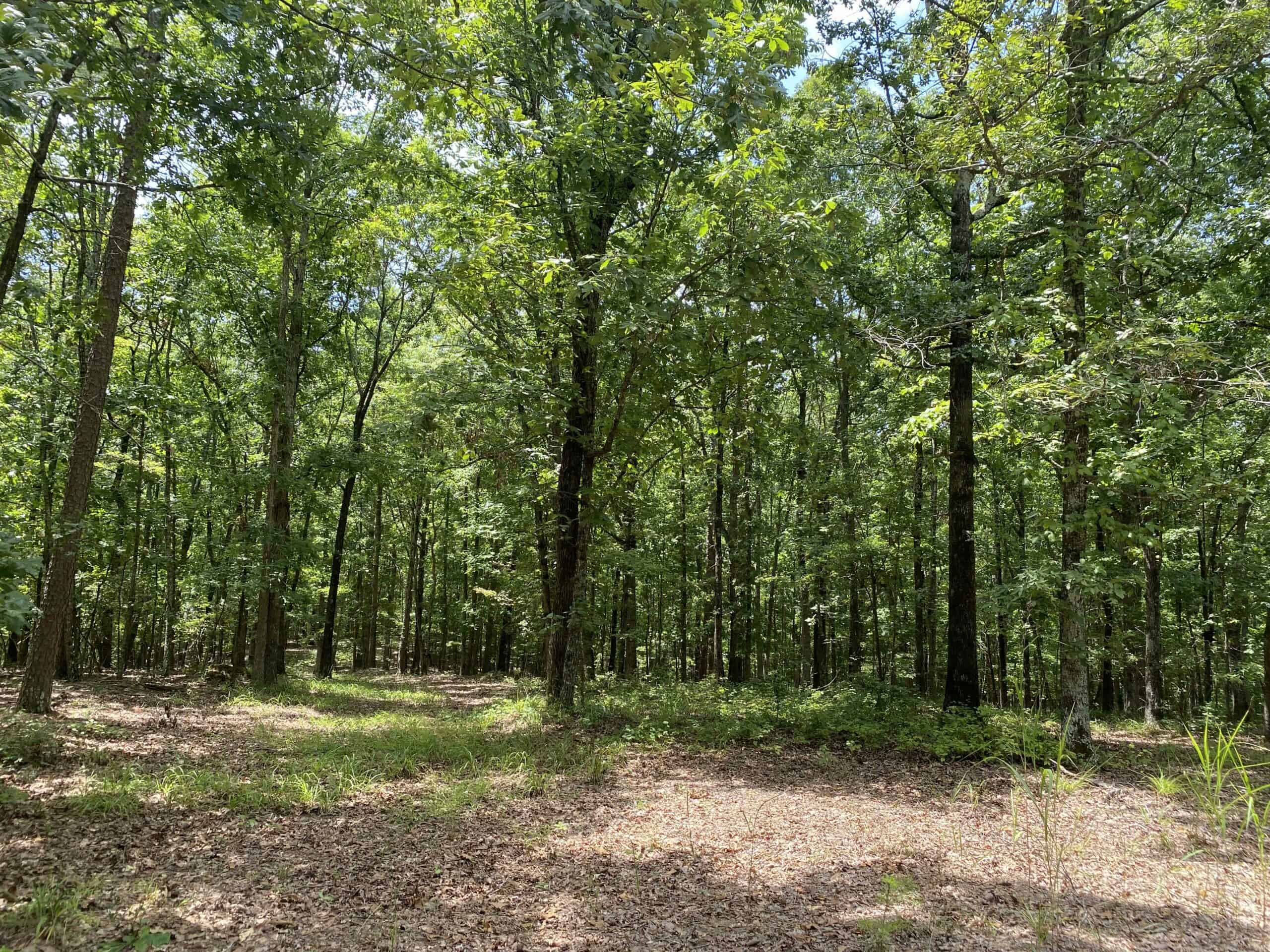 HUNTING PROPERTY FOR SALE IN TN WITH TIMBER AND BRANCH