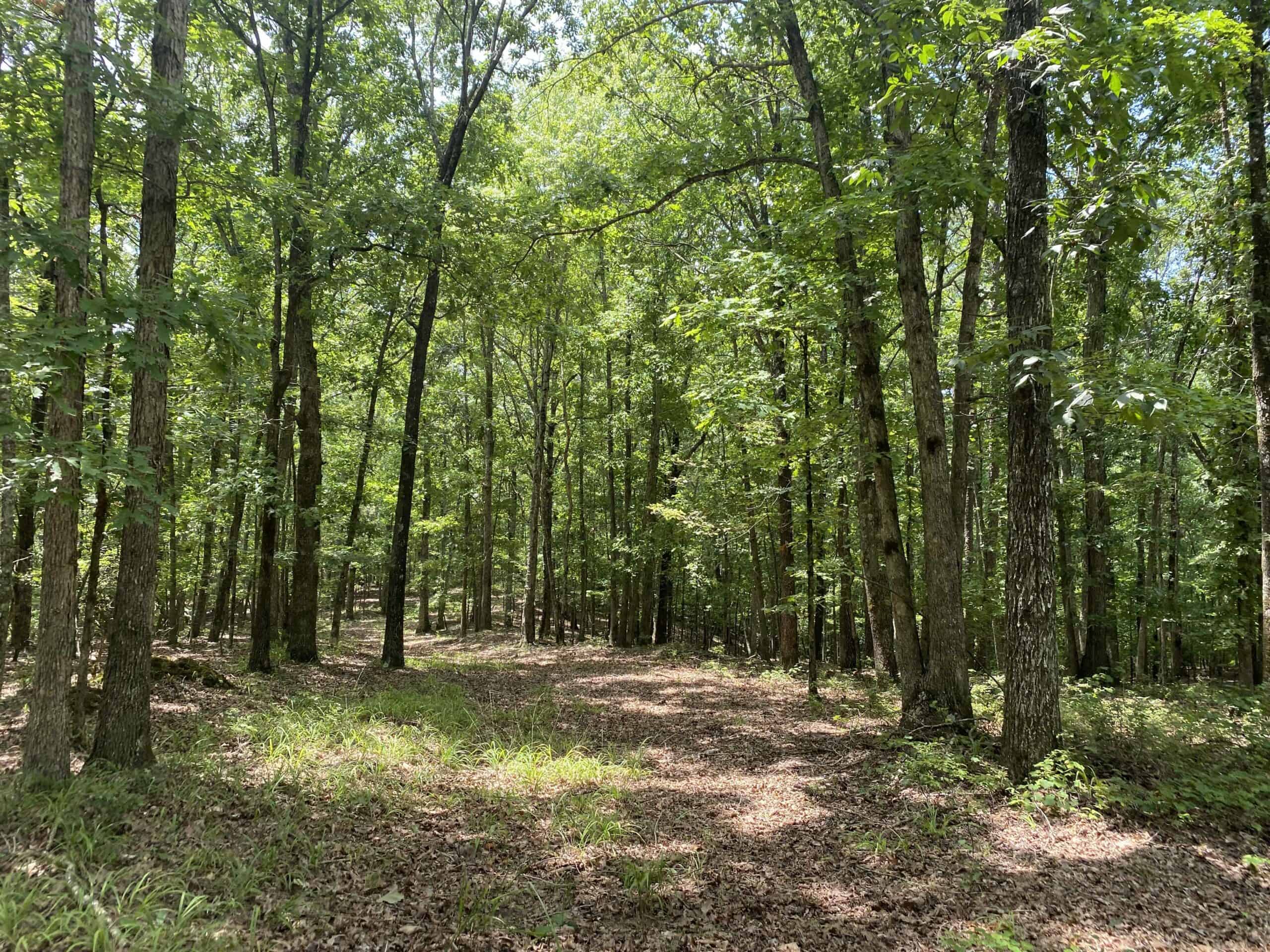 HUNTING PROPERTY FOR SALE IN TN WITH TIMBER AND BRANCH
