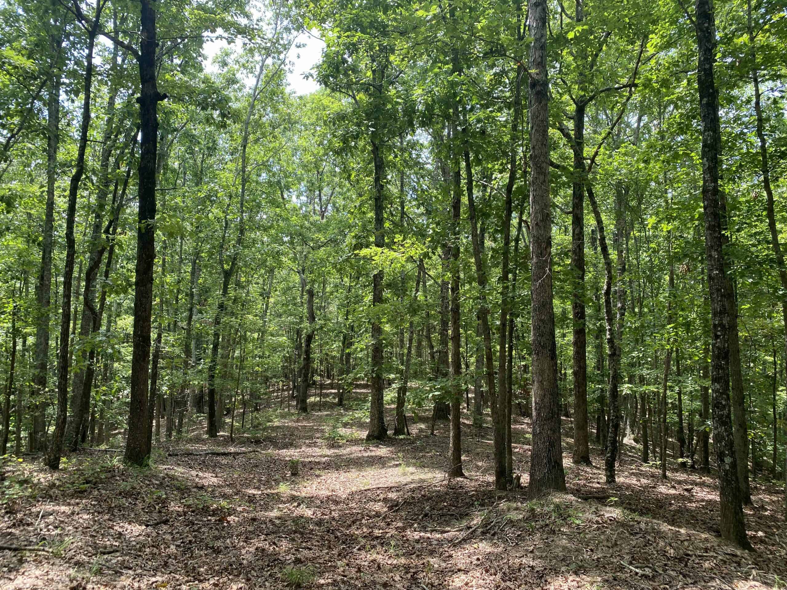 HUNTING PROPERTY FOR SALE IN TN WITH TIMBER AND BRANCH