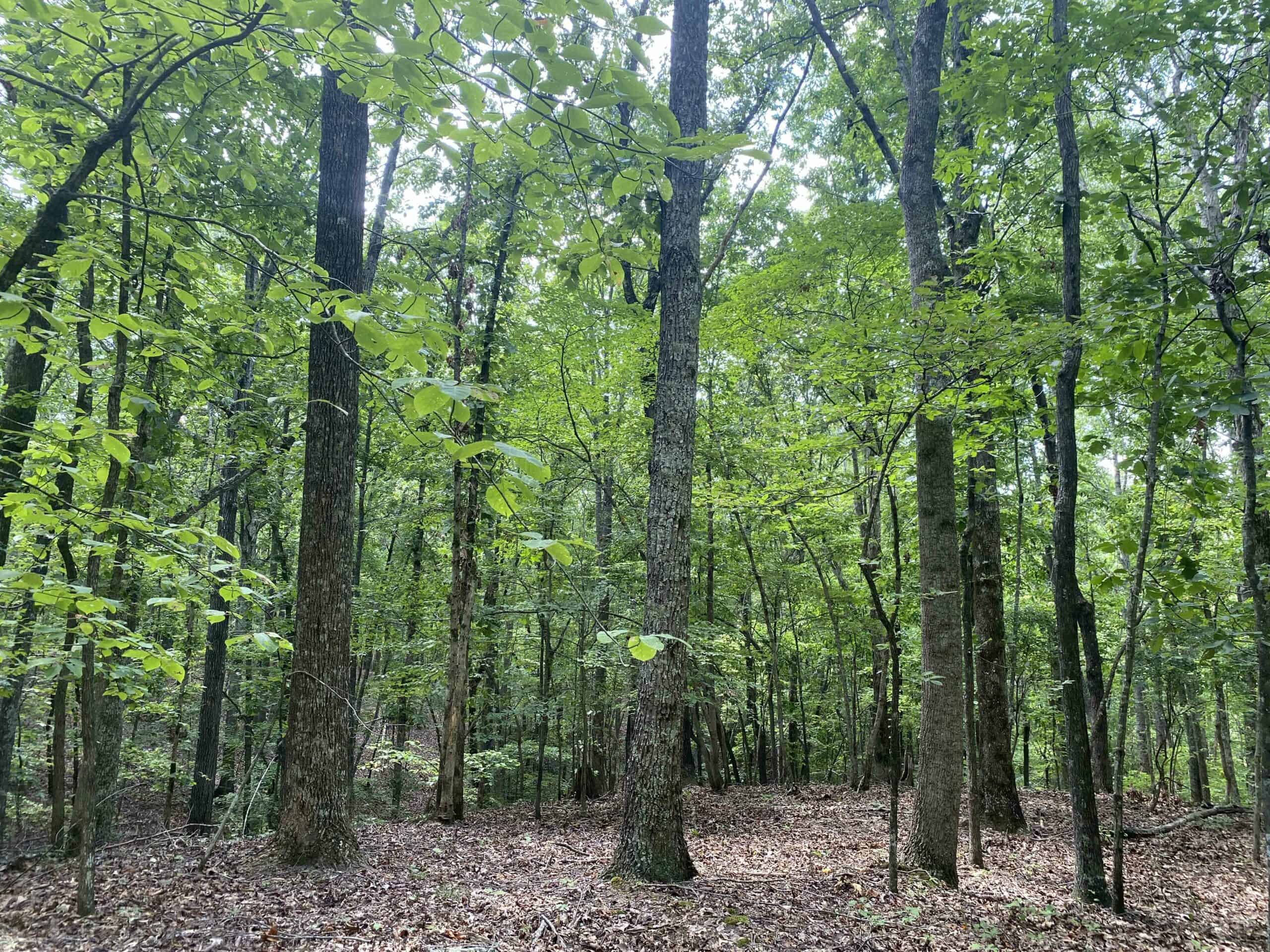 HUNTING PROPERTY FOR SALE IN TN WITH TIMBER AND BRANCH