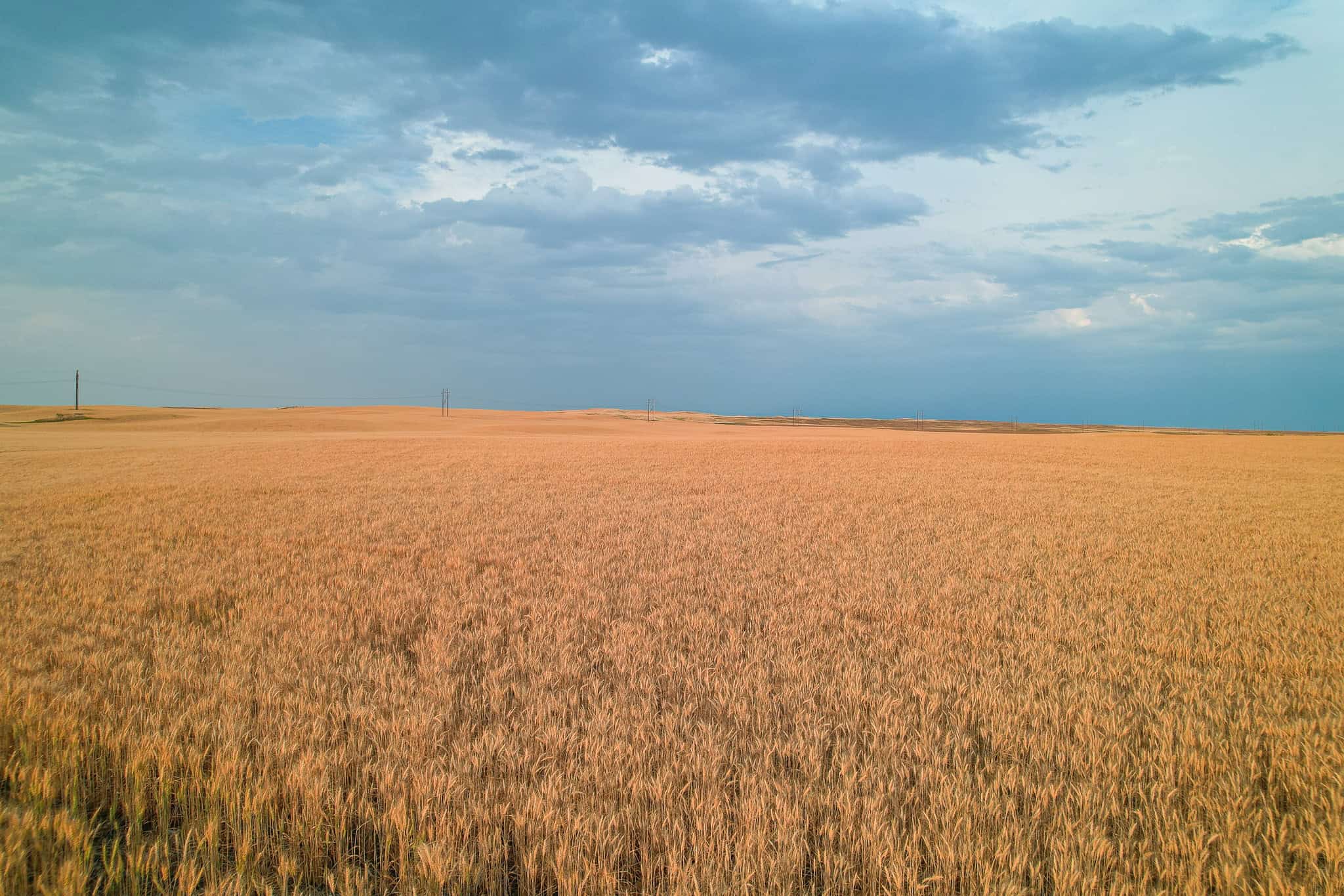 Milk River Treasure Ranch Dryland Farm Hay Production