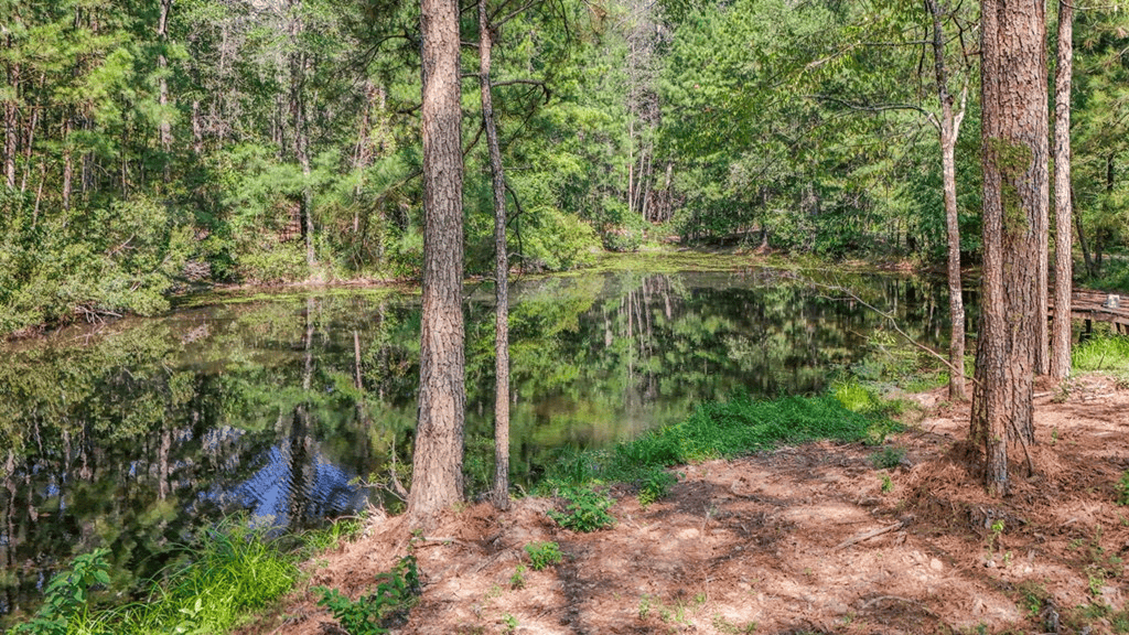 Wilkinson County Hunting Land Adjoining National Forest