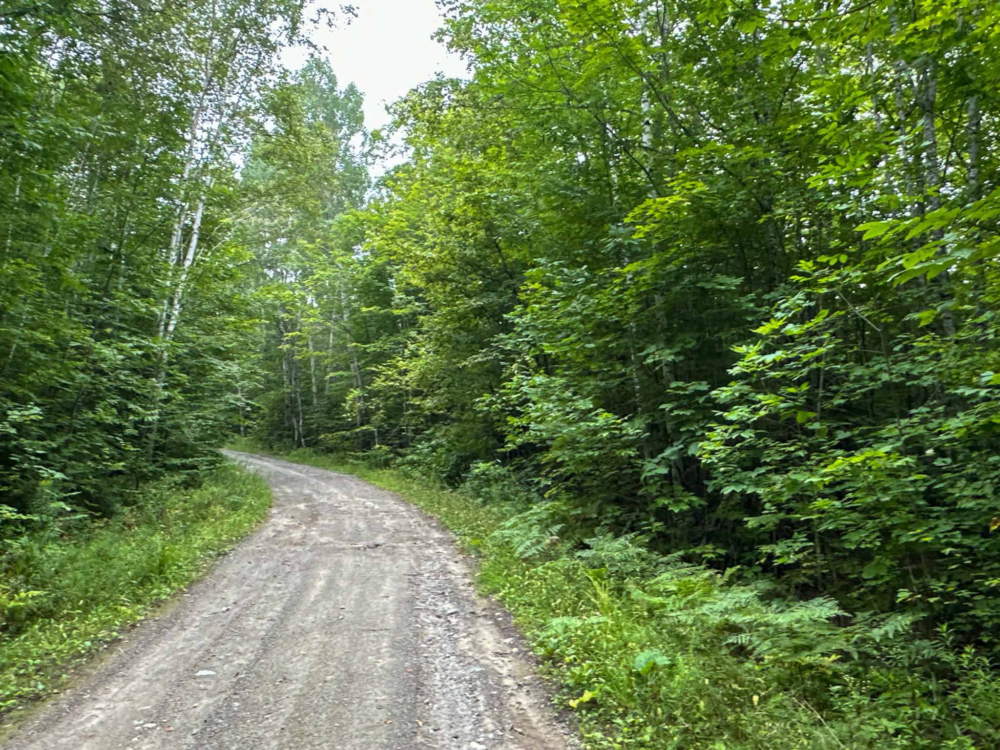Affordable 20 Acres in the Woods