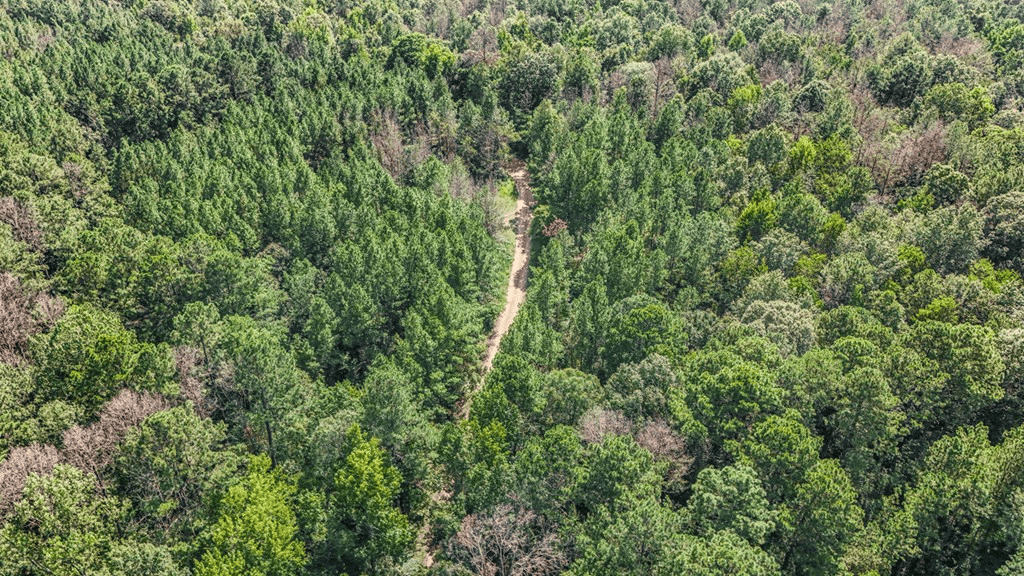 Wilkinson County Hunting Land Adjoining National Forest
