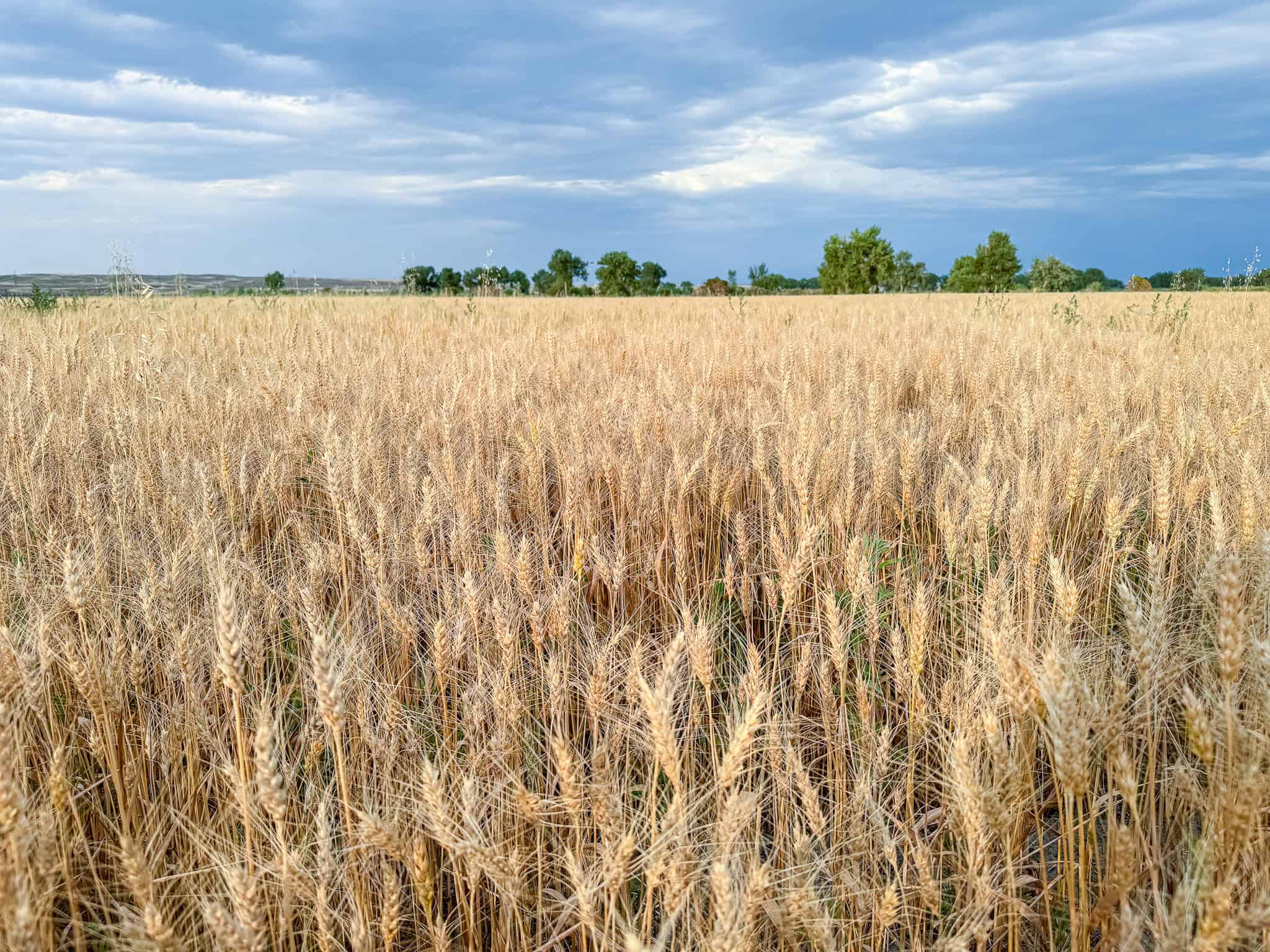 Milk River Treasure Ranch Dryland Farm Hay Production