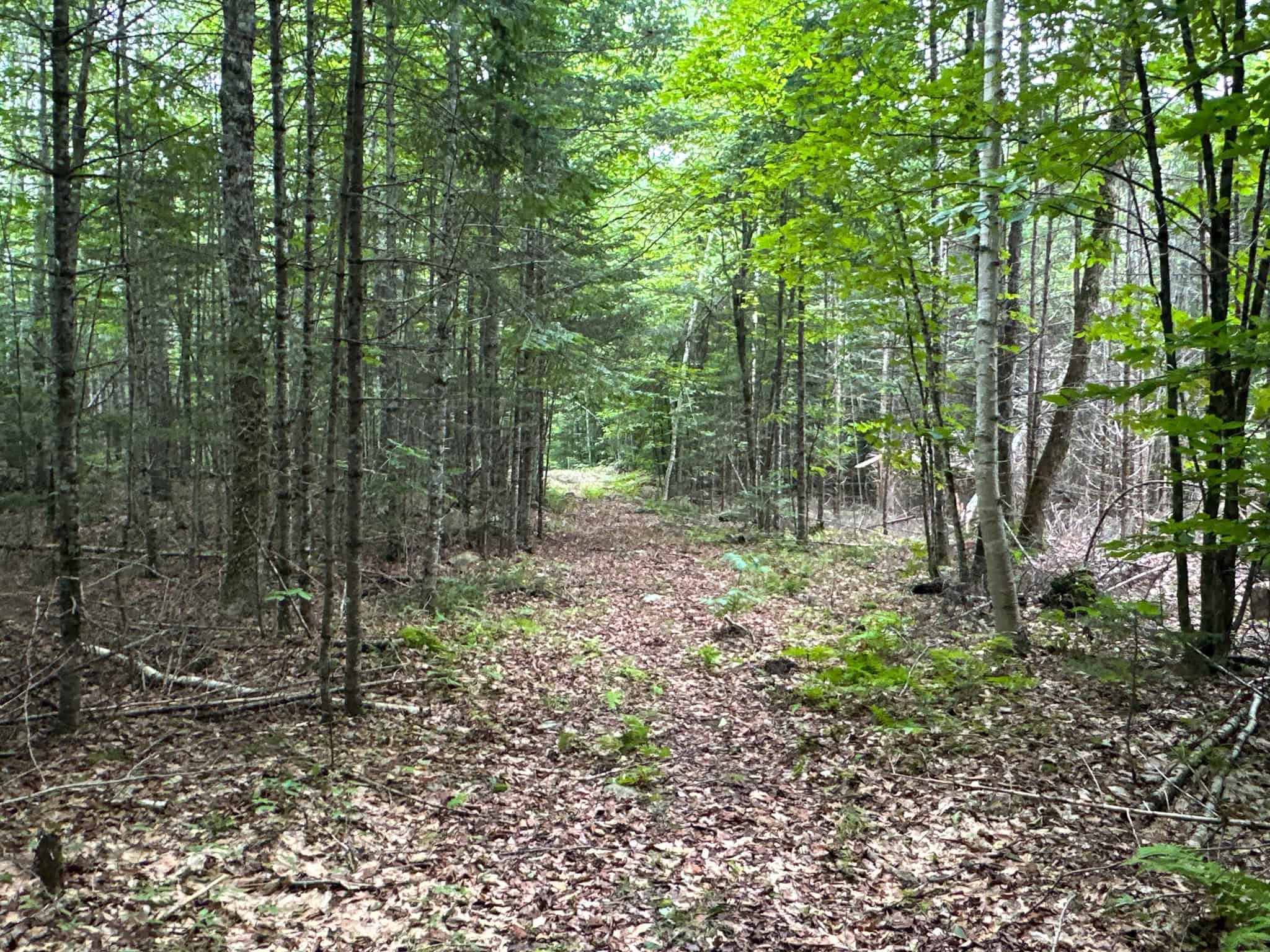 Affordable 20 Acres in the Woods