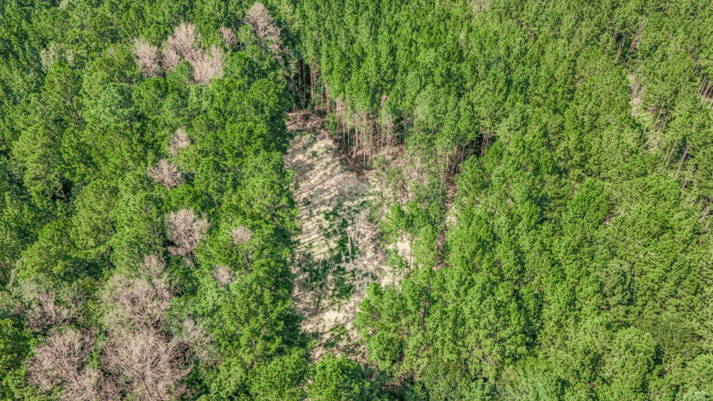 Wilkinson County Hunting Land Adjoining National Forest