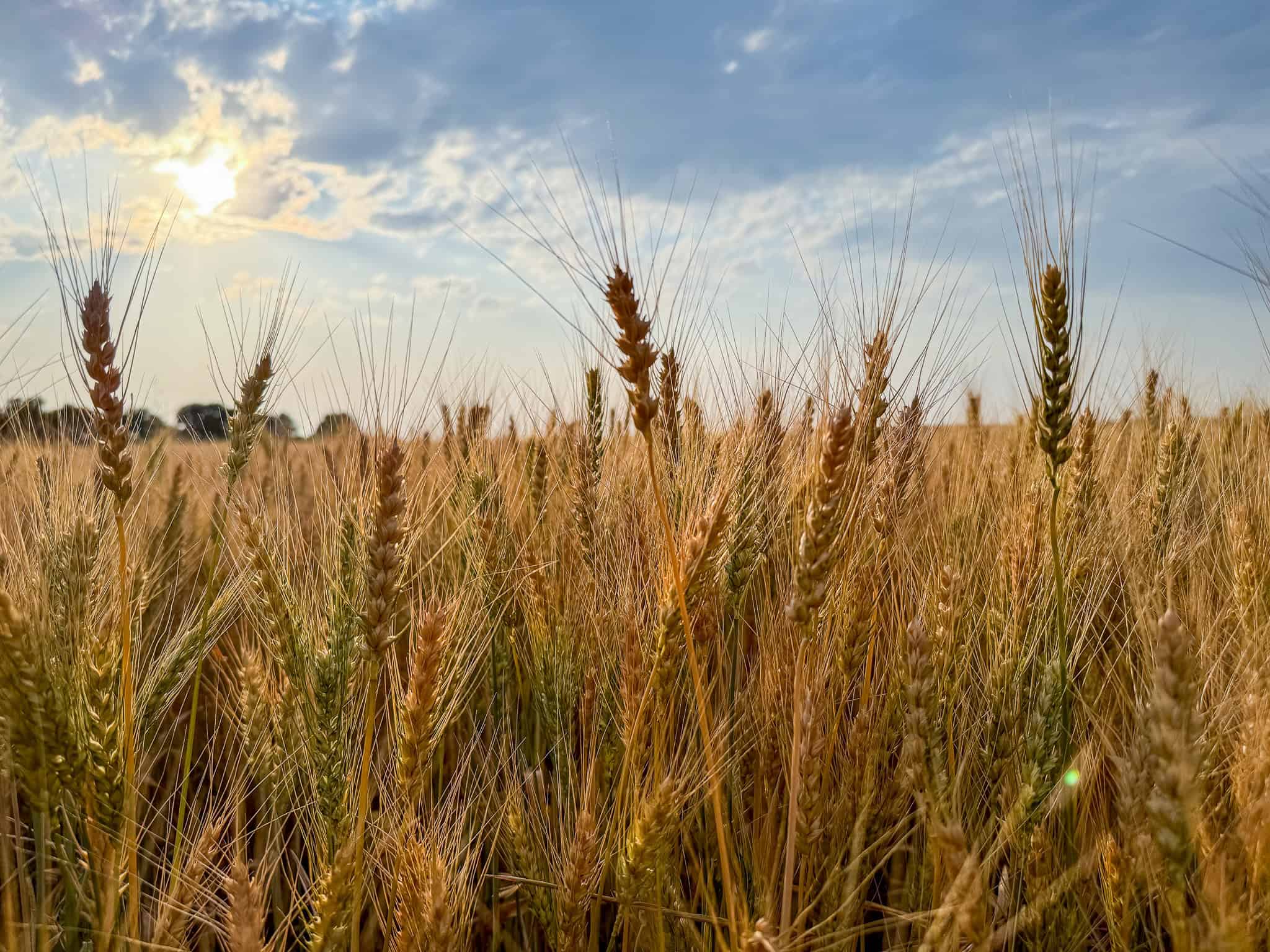 Milk River Treasure Ranch Dryland Farm Hay Production