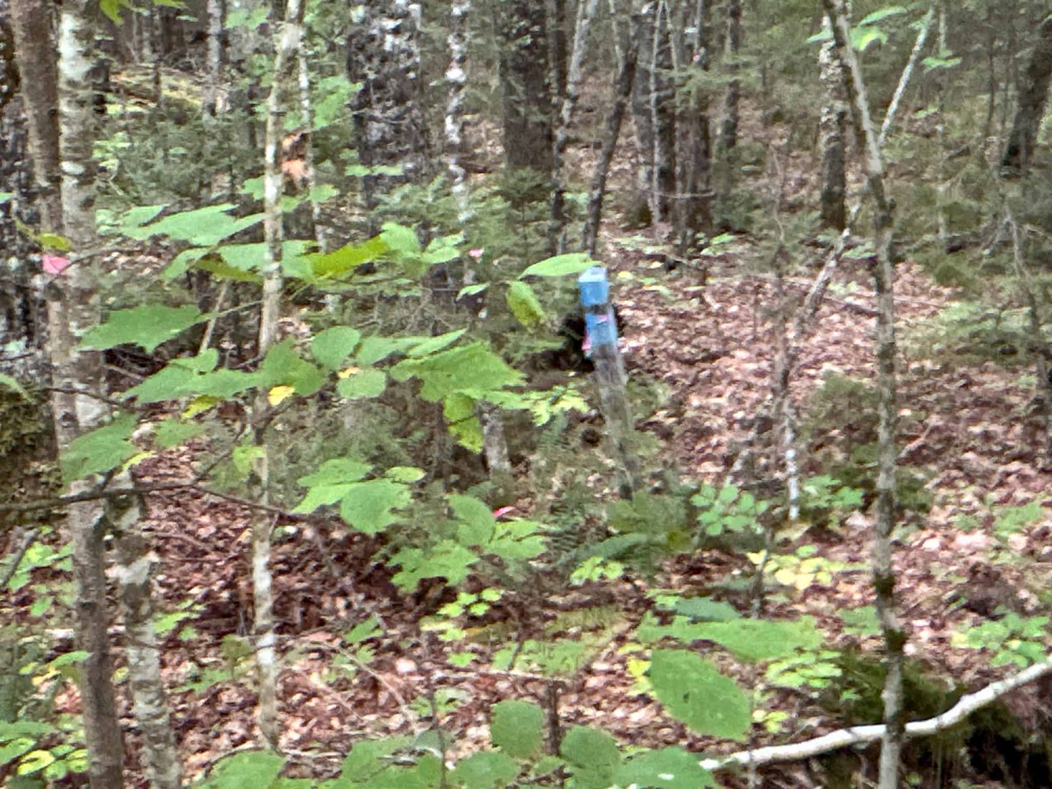 Affordable 20 Acres in the Woods