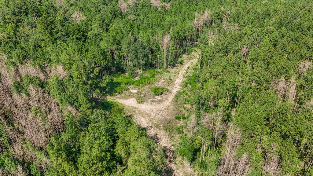 Wilkinson County Hunting Land Adjoining National Forest