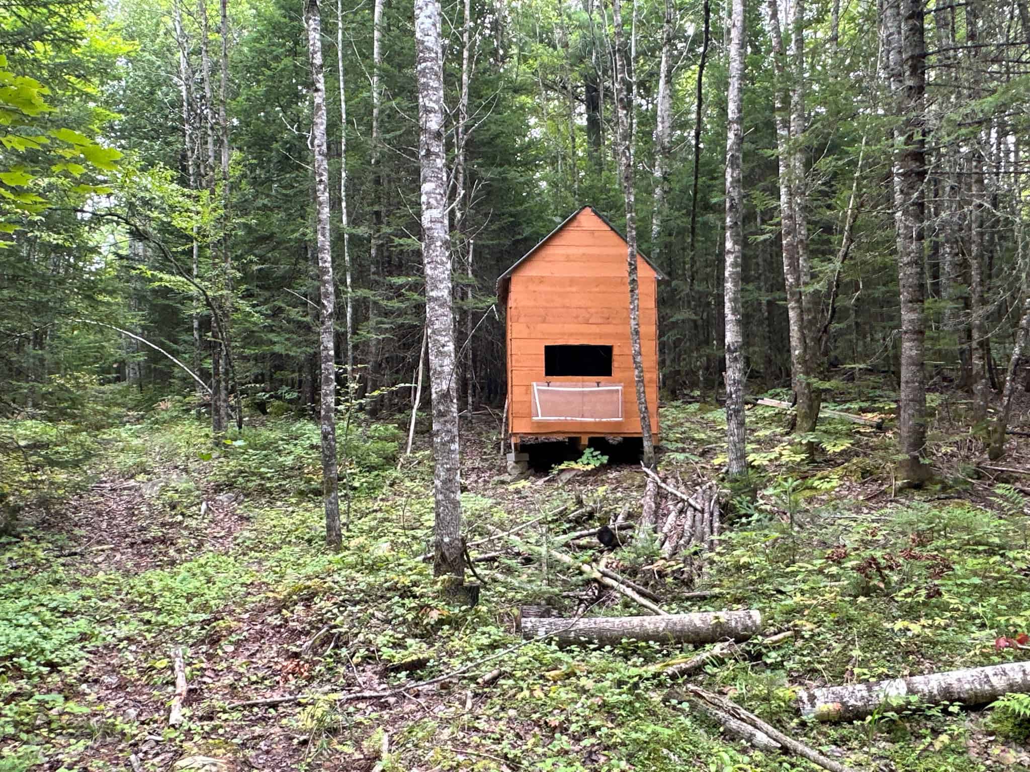 Affordable 20 Acres in the Woods