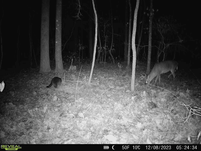 Wilkinson County Hunting Land Adjoining National Forest