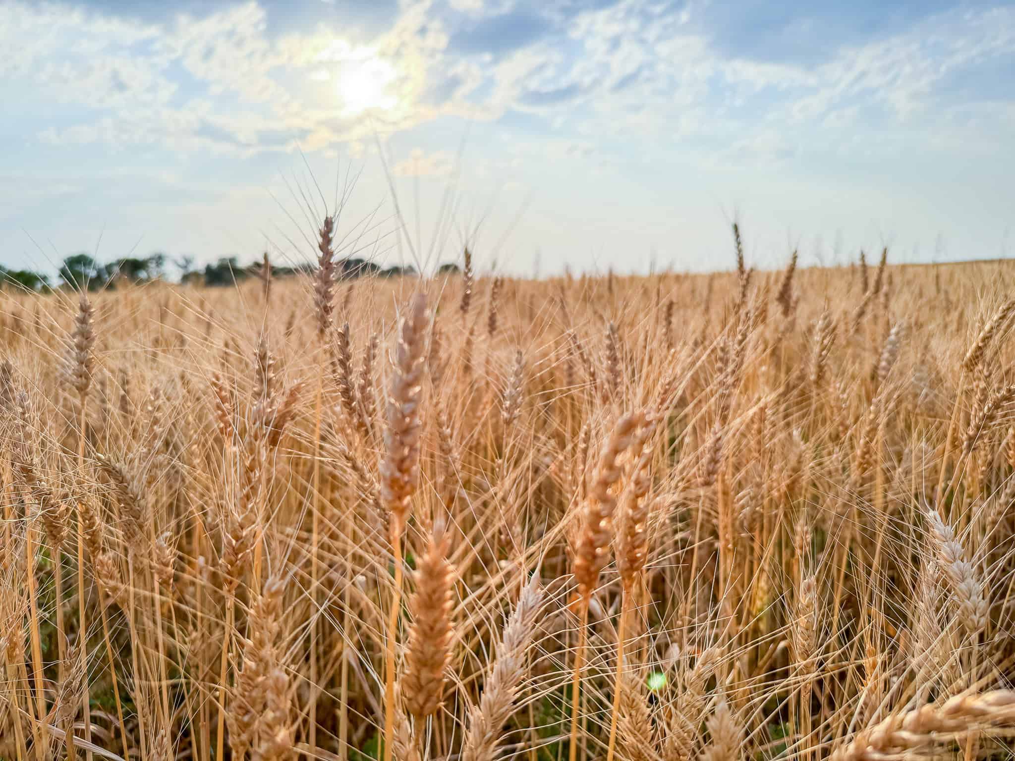 Milk River Treasure Ranch Dryland Farm Hay Production