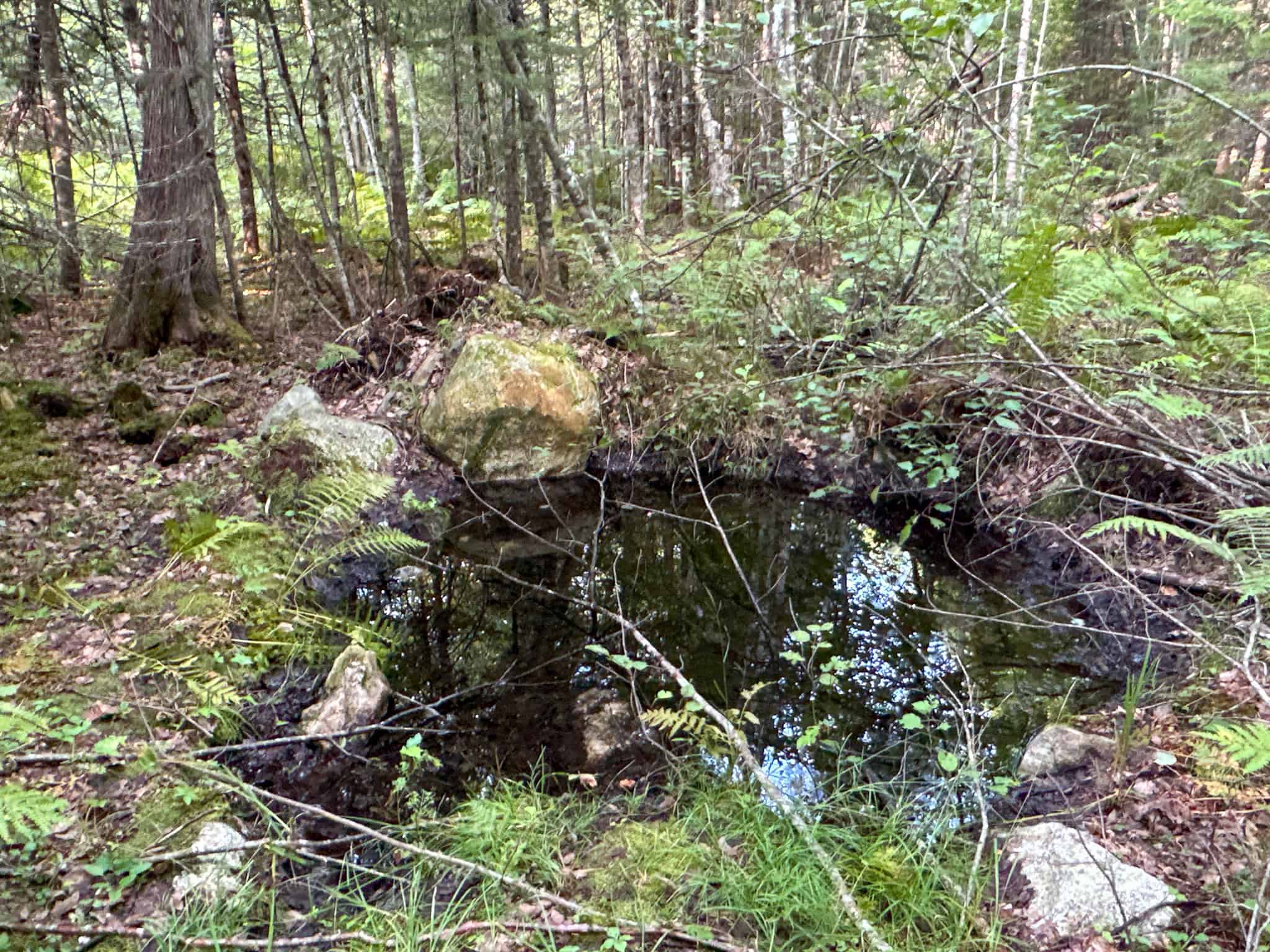 Affordable 20 Acres in the Woods