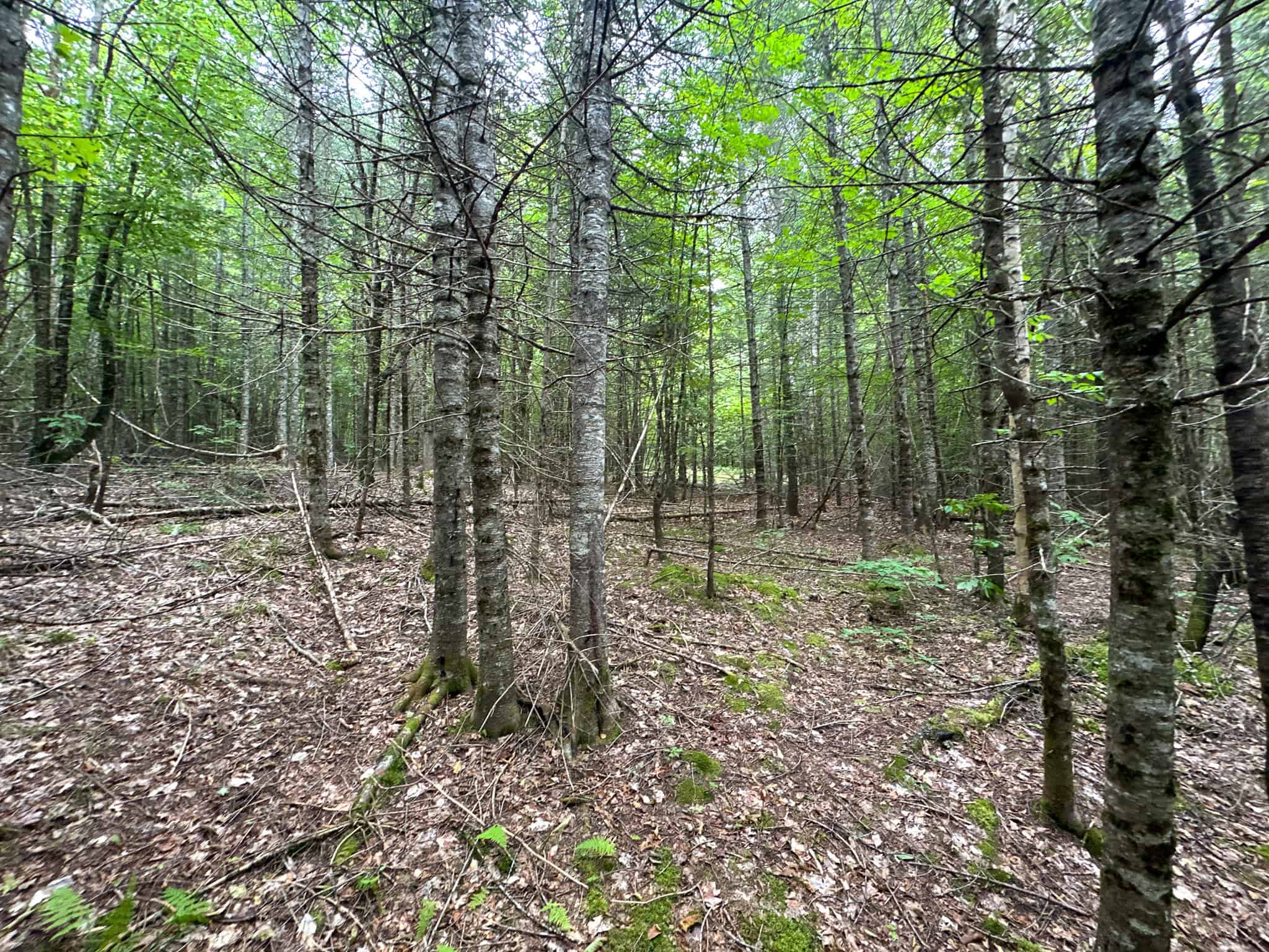 Affordable 20 Acres in the Woods