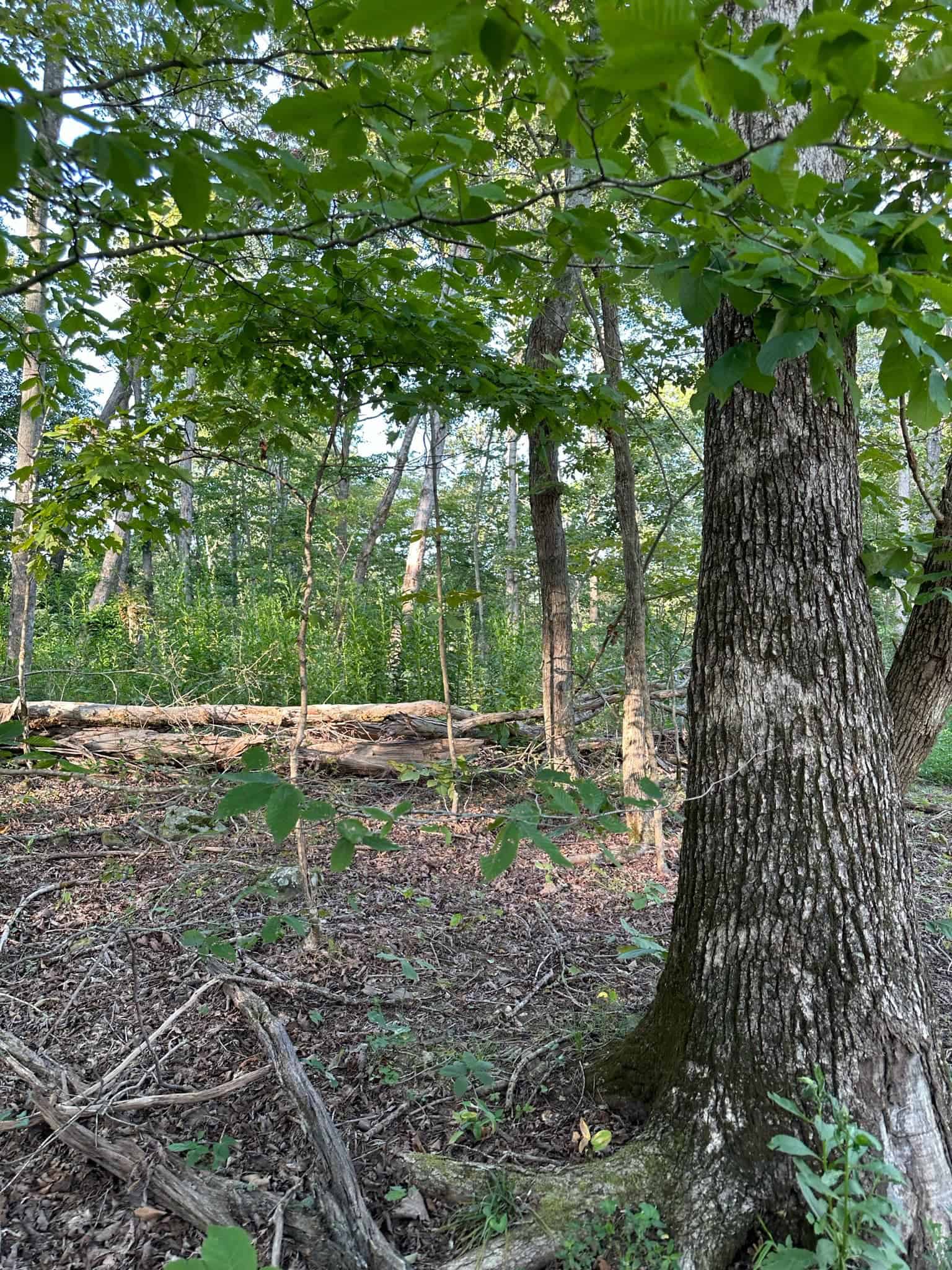 Acreage in Wayne County, Kentucky