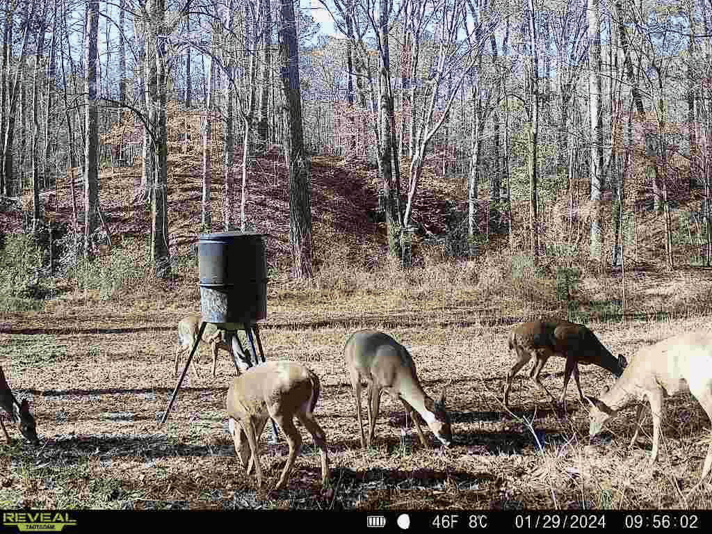 Wilkinson County Hunting Land Adjoining National Forest