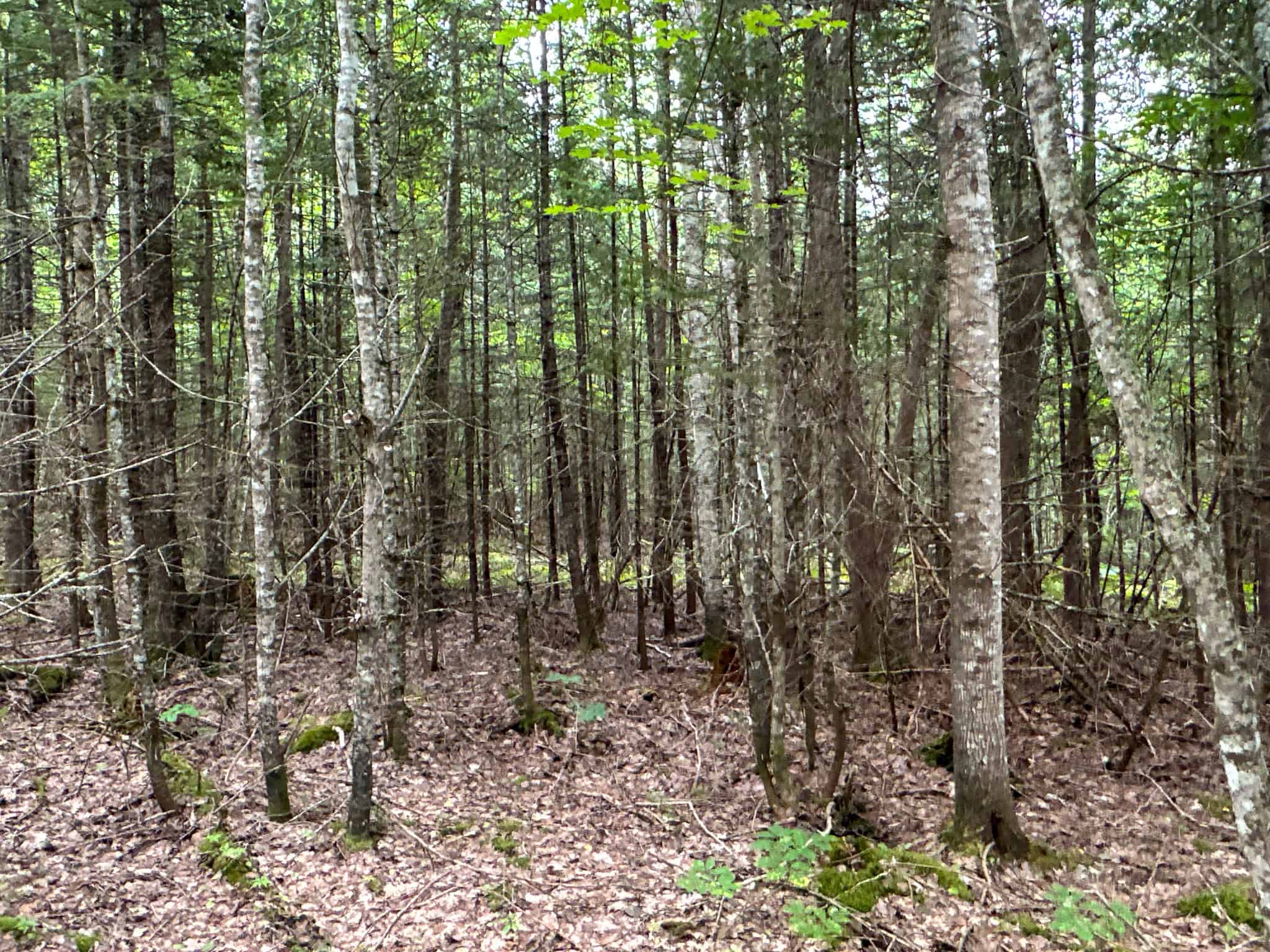 Affordable 20 Acres in the Woods